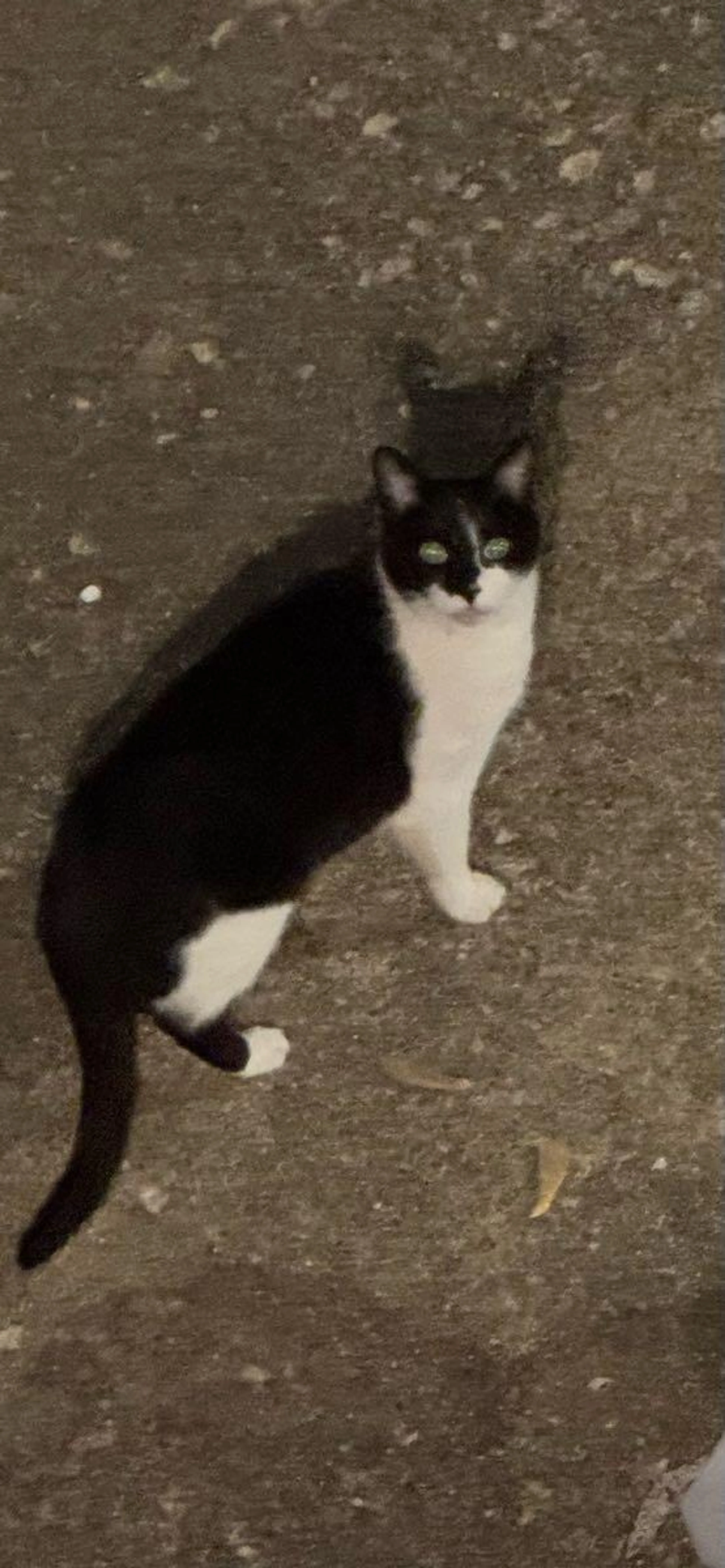 Found pet