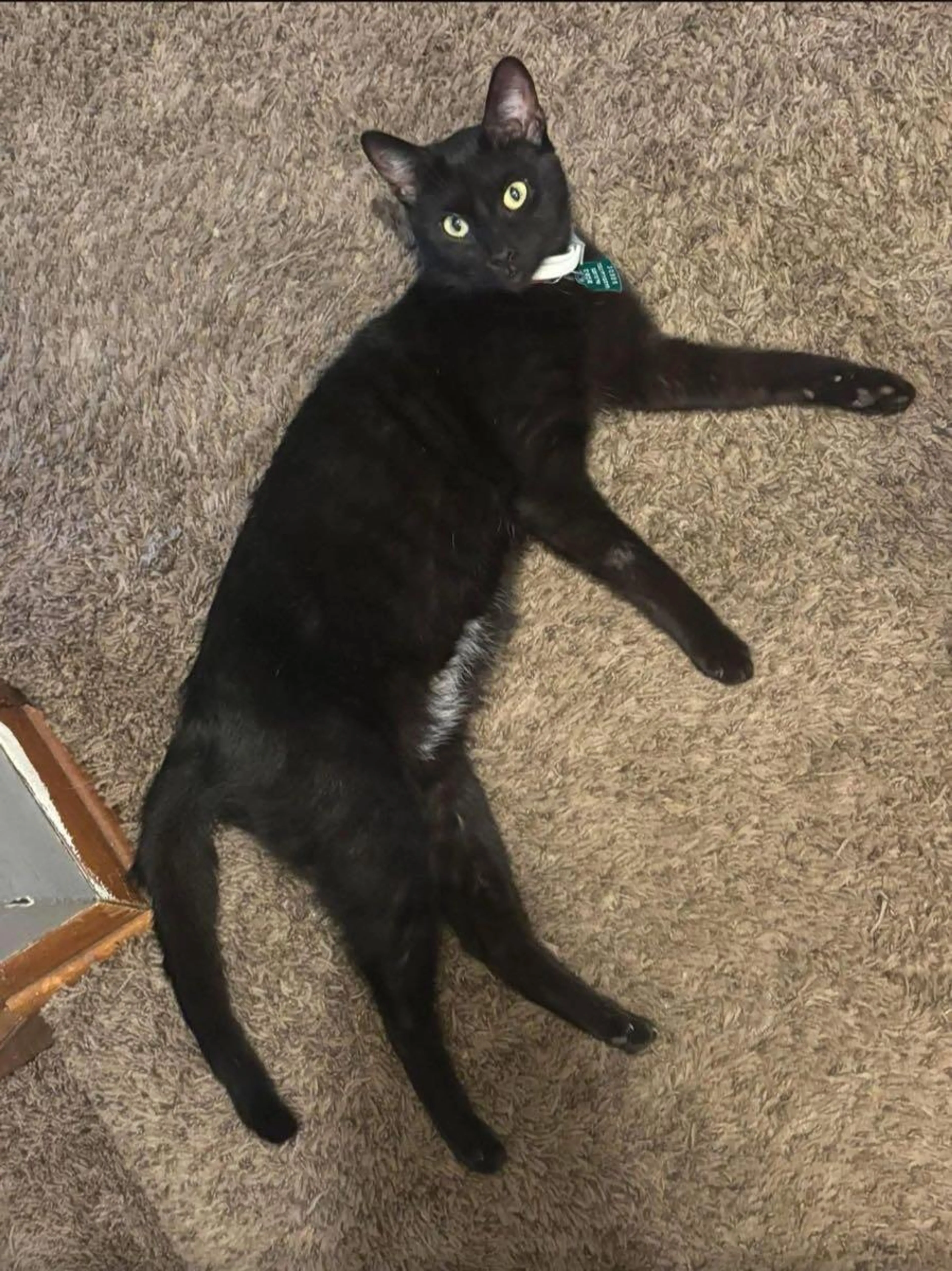 Lost pet