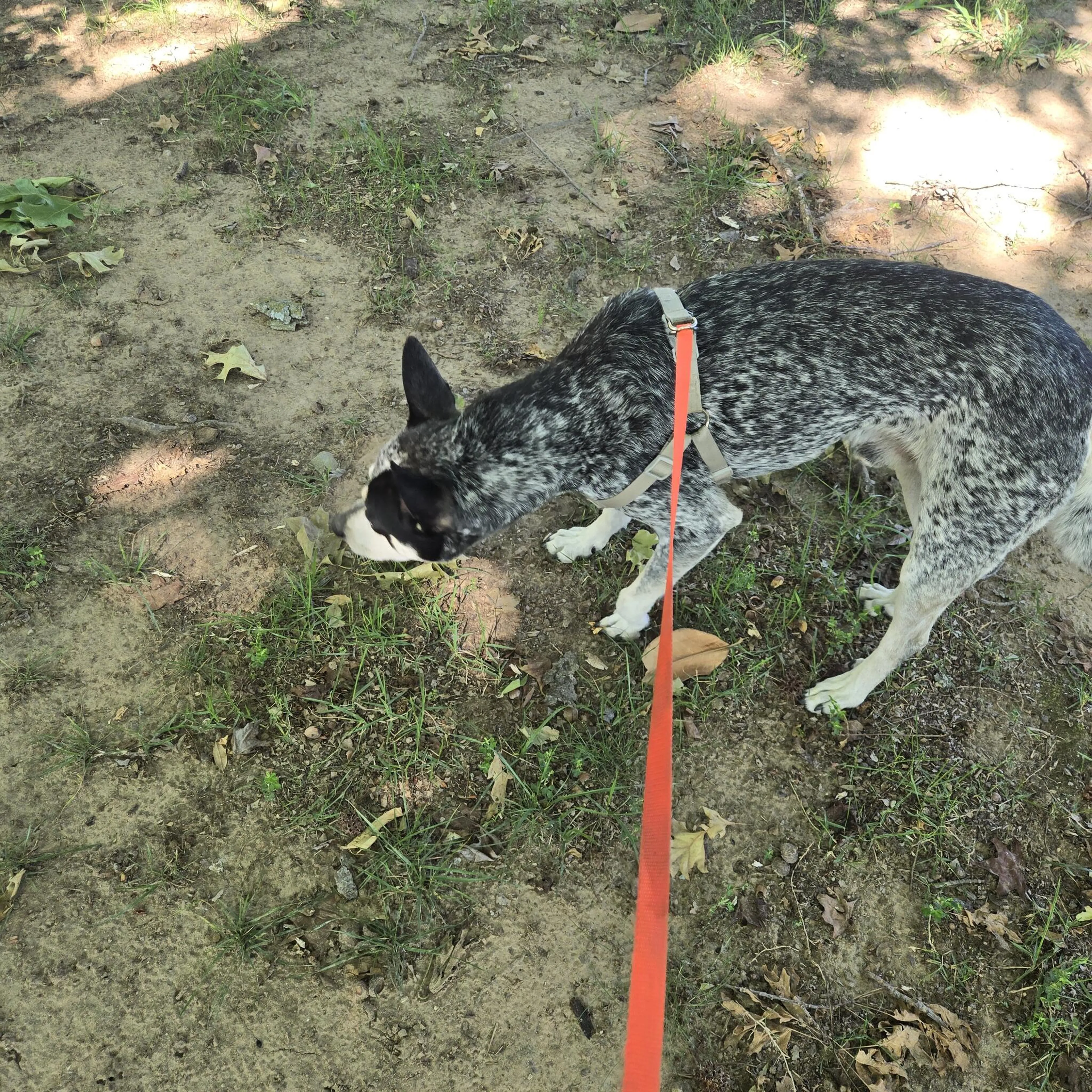Found pet
