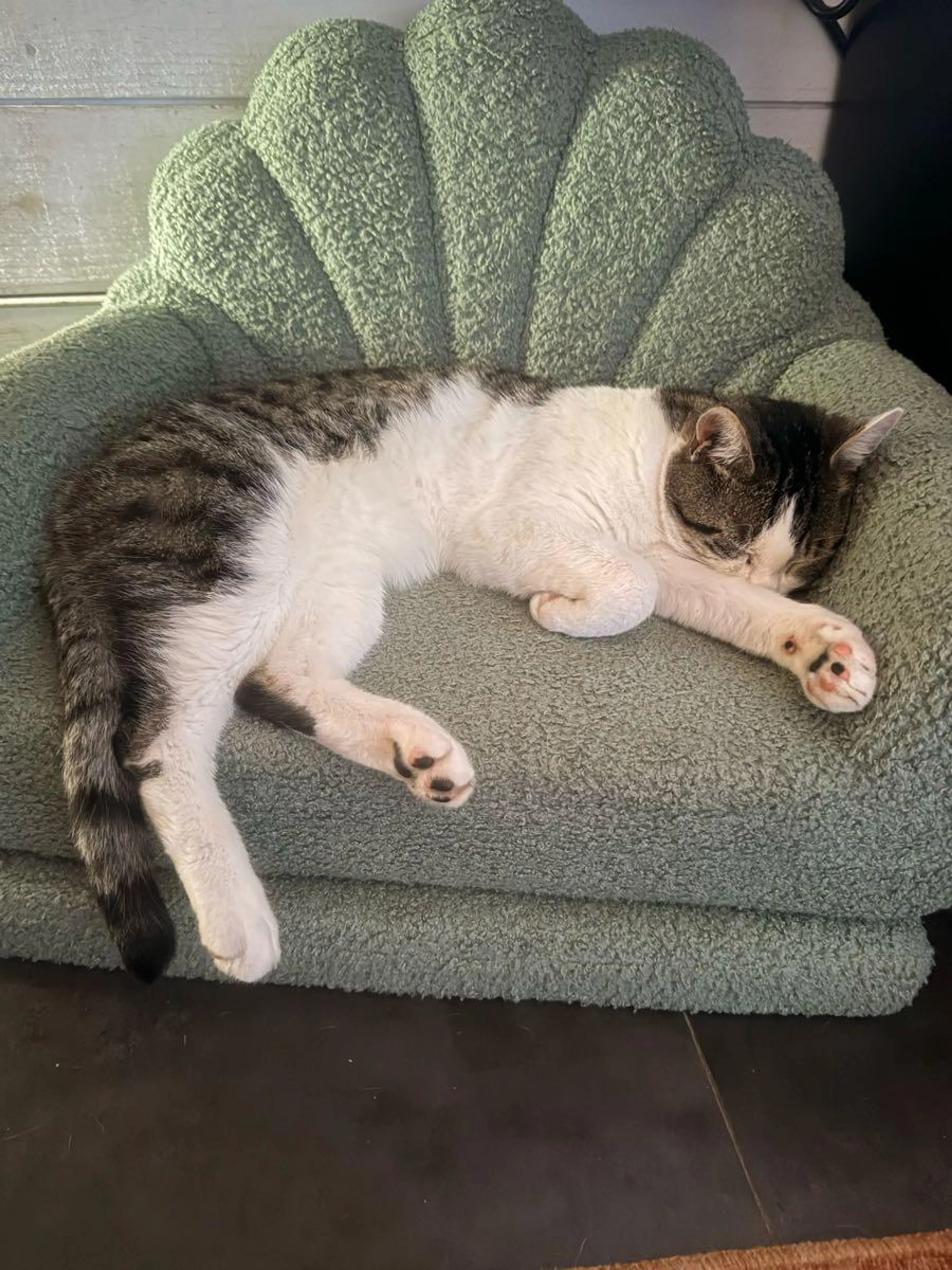 Lost pet