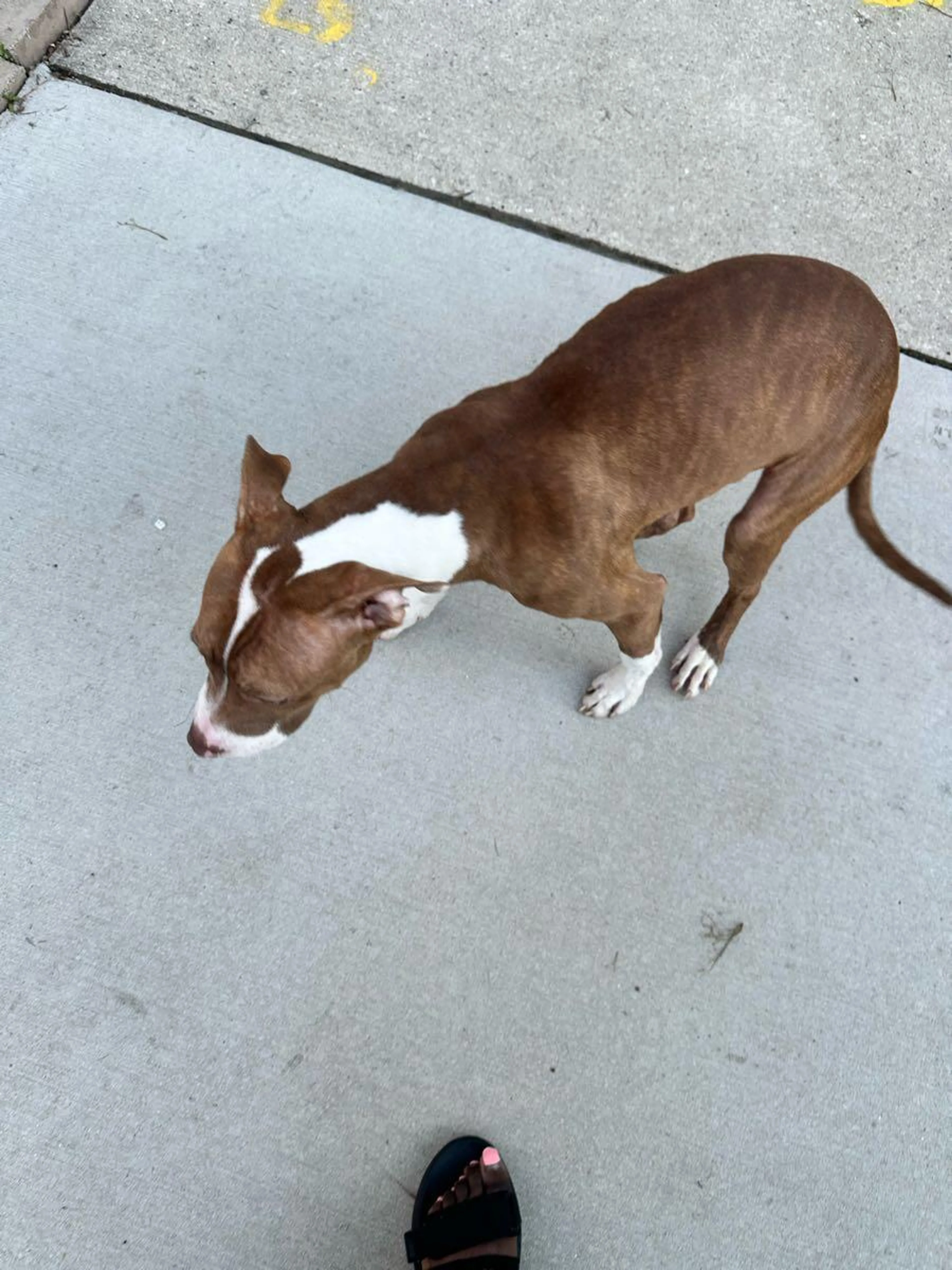 Lost pet