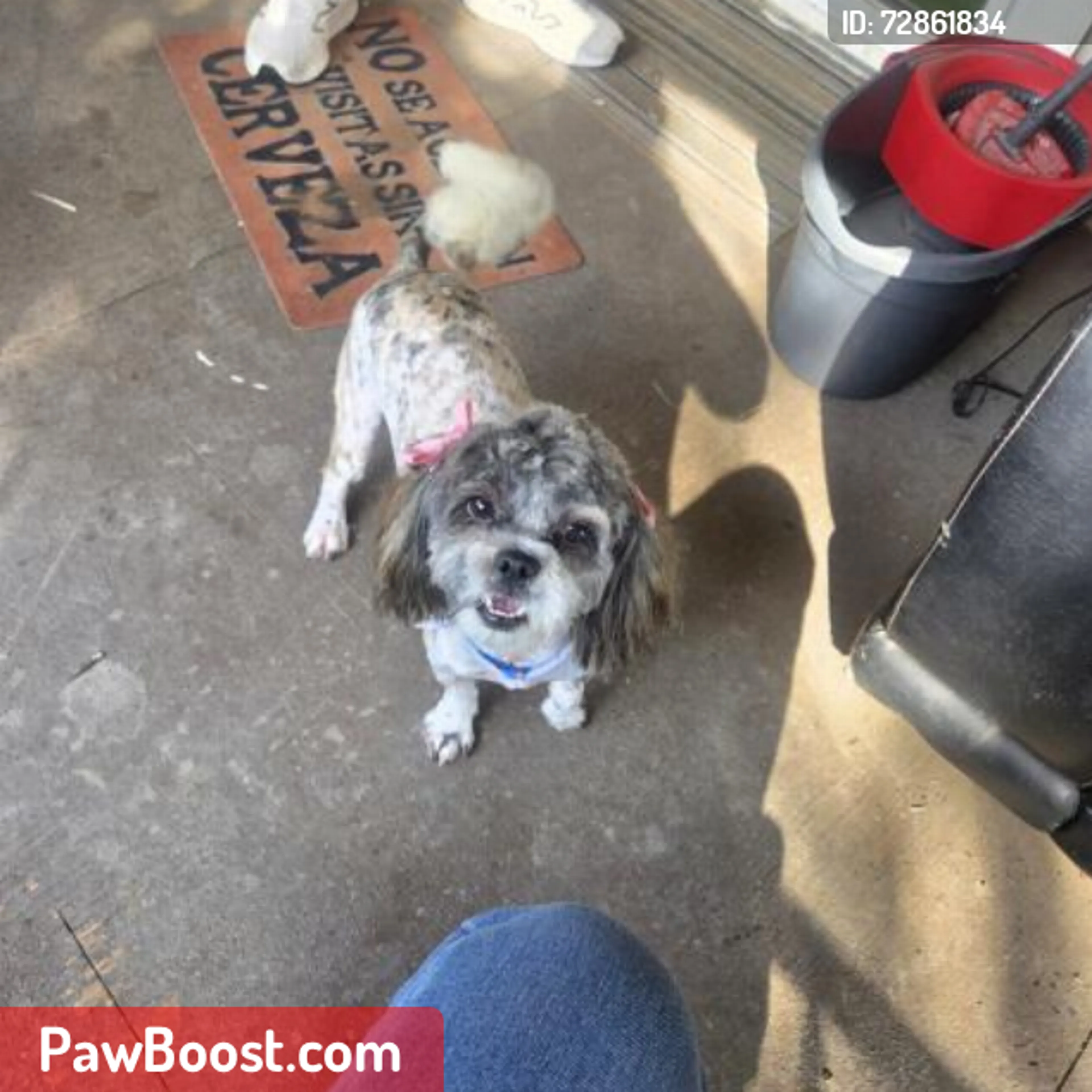 Lost pet