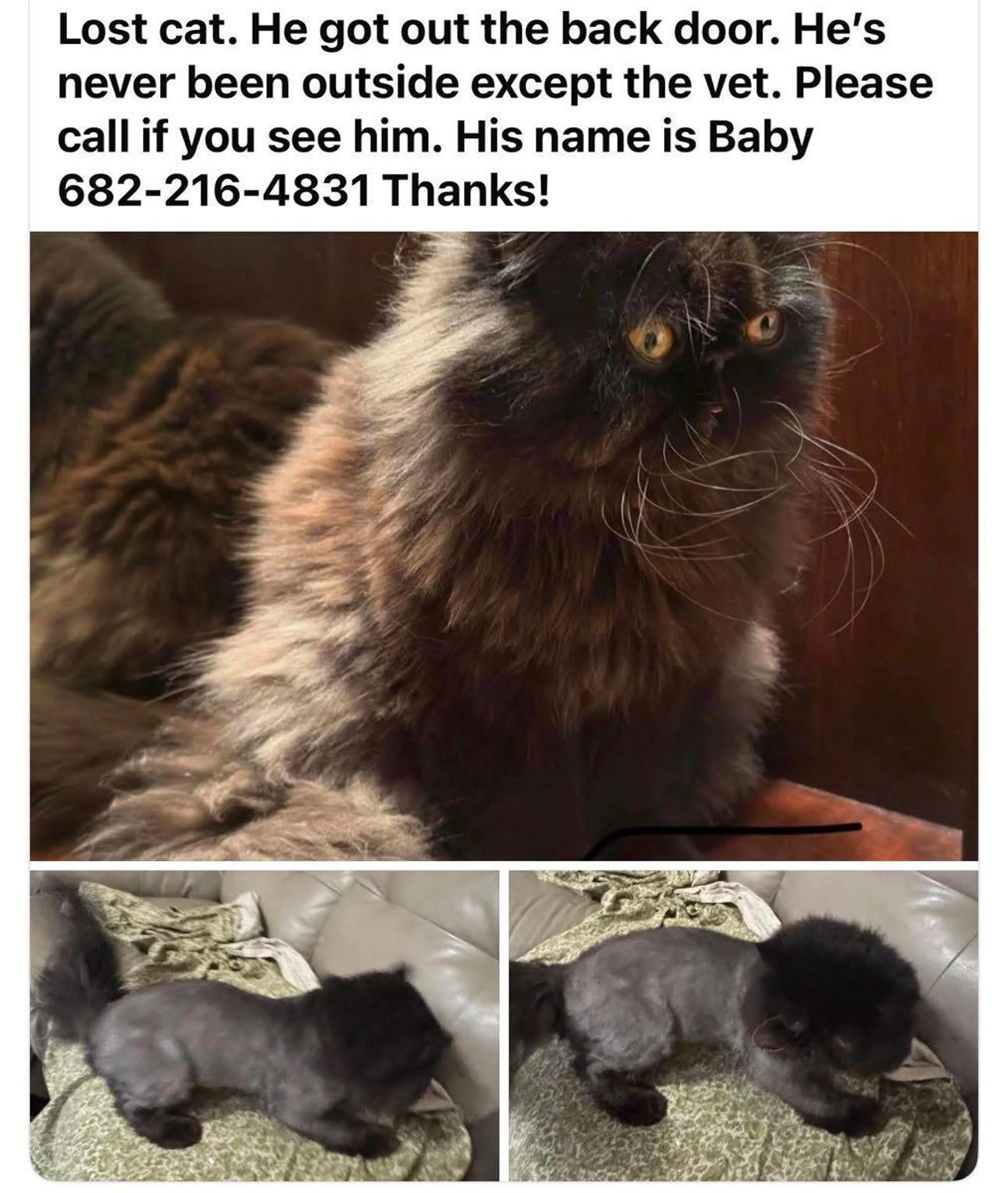 Lost pet