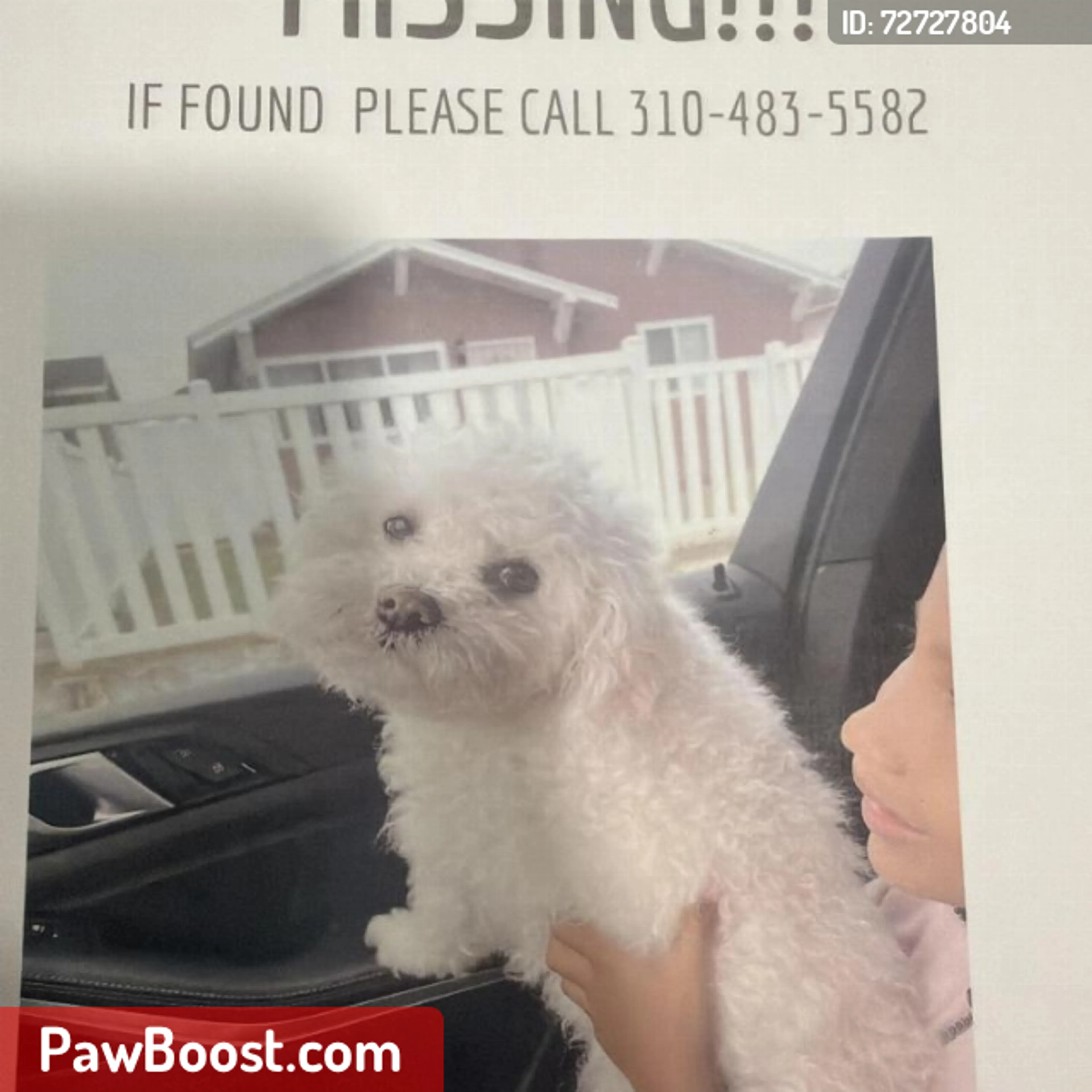 Lost pet
