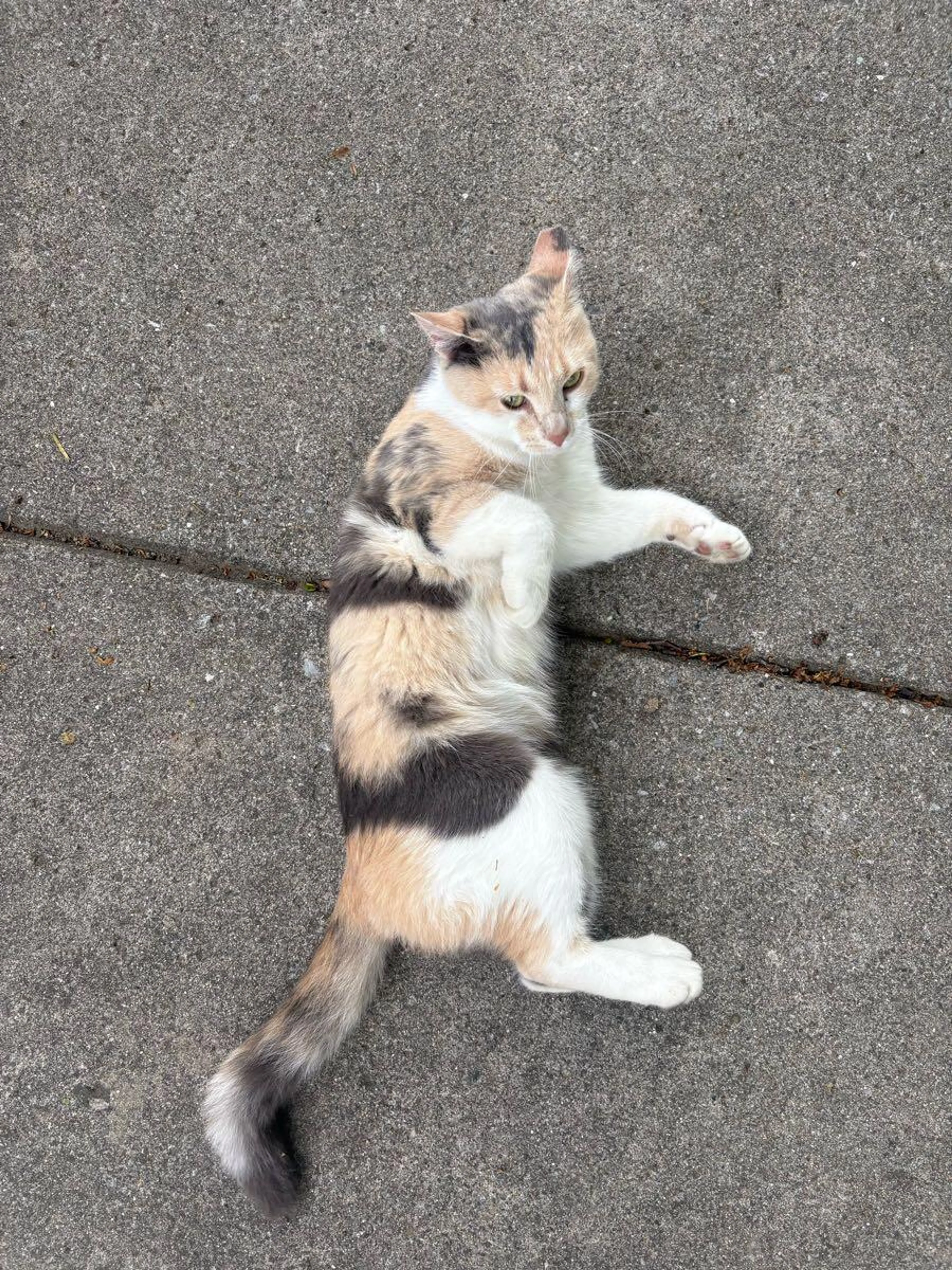 Found pet