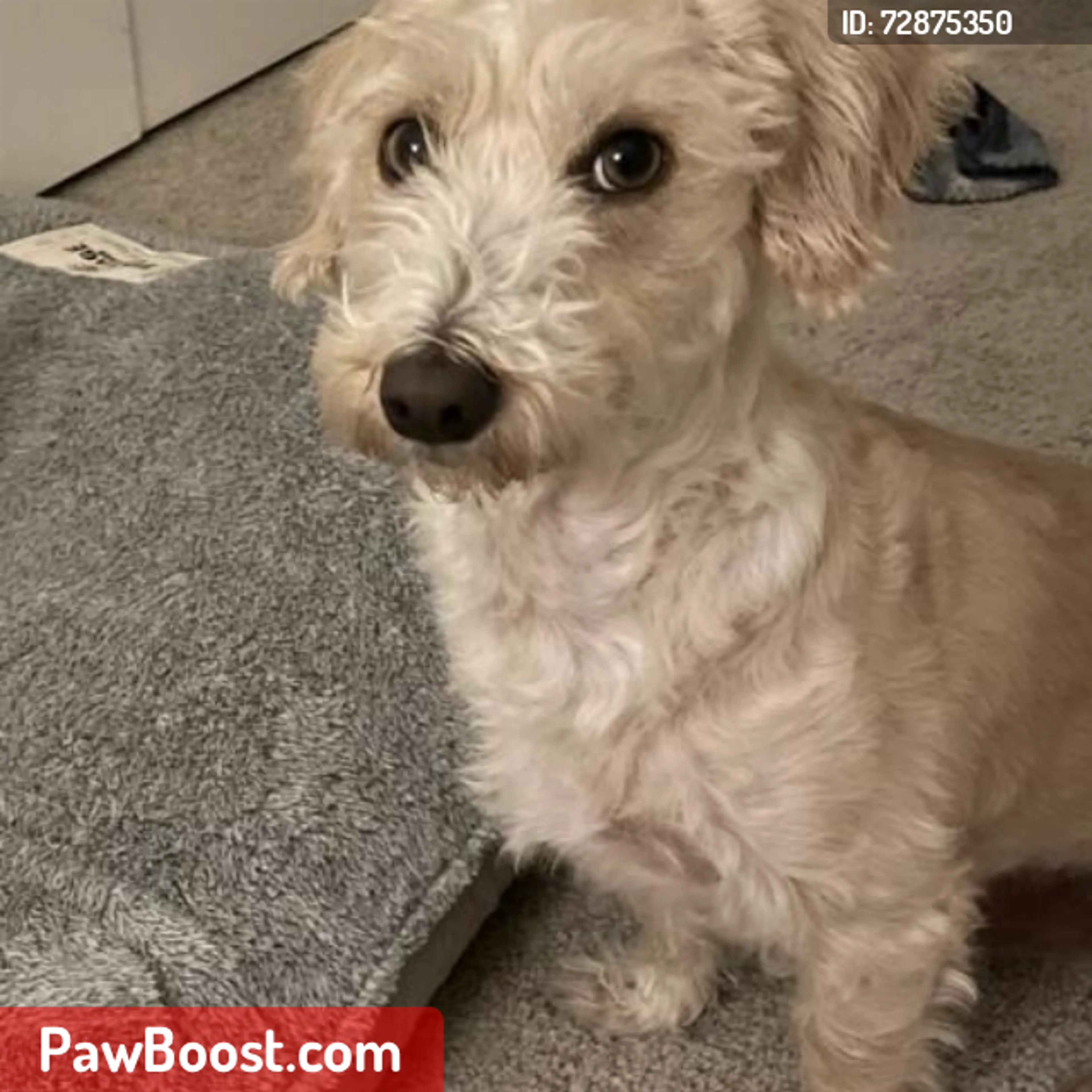 Lost pet