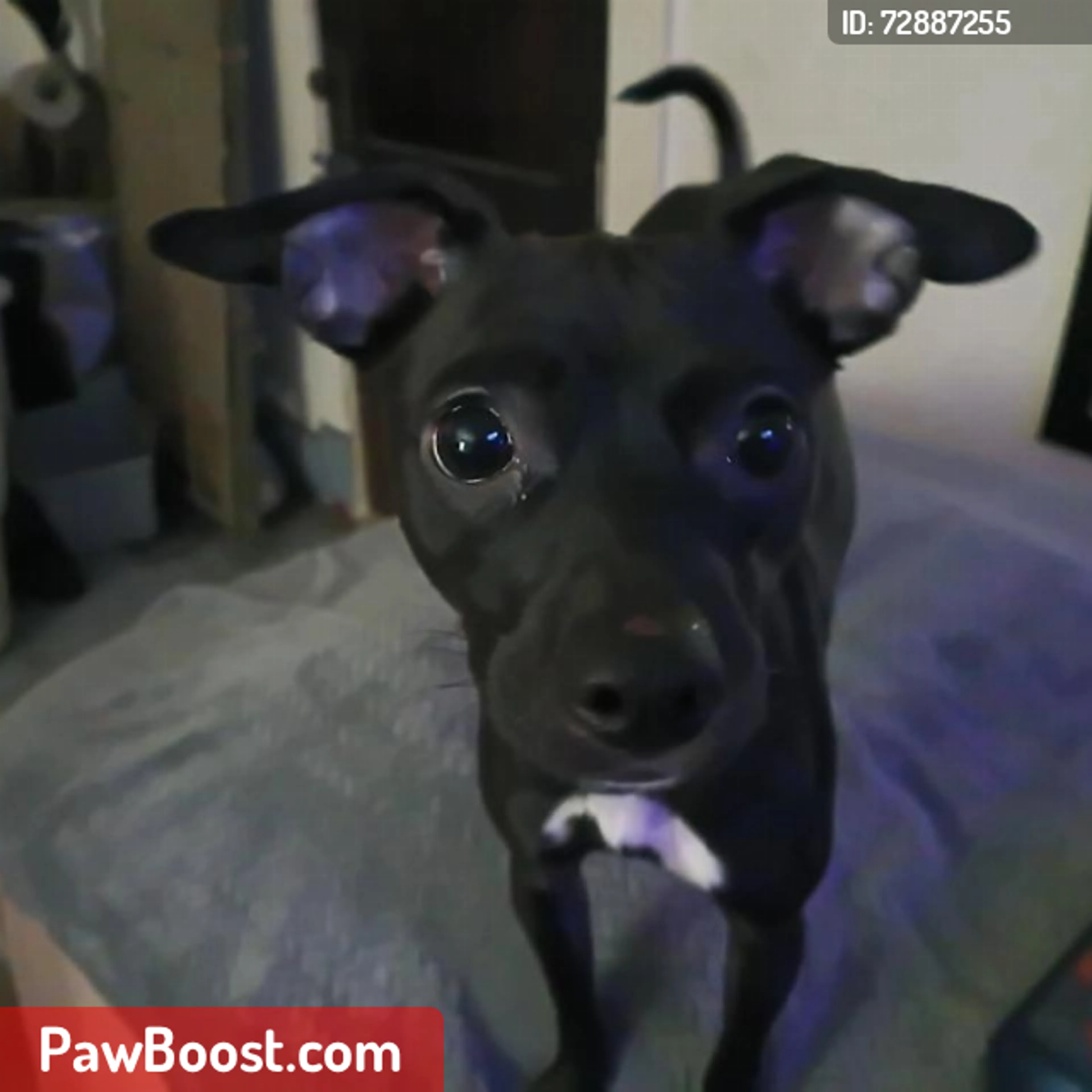 Lost pet