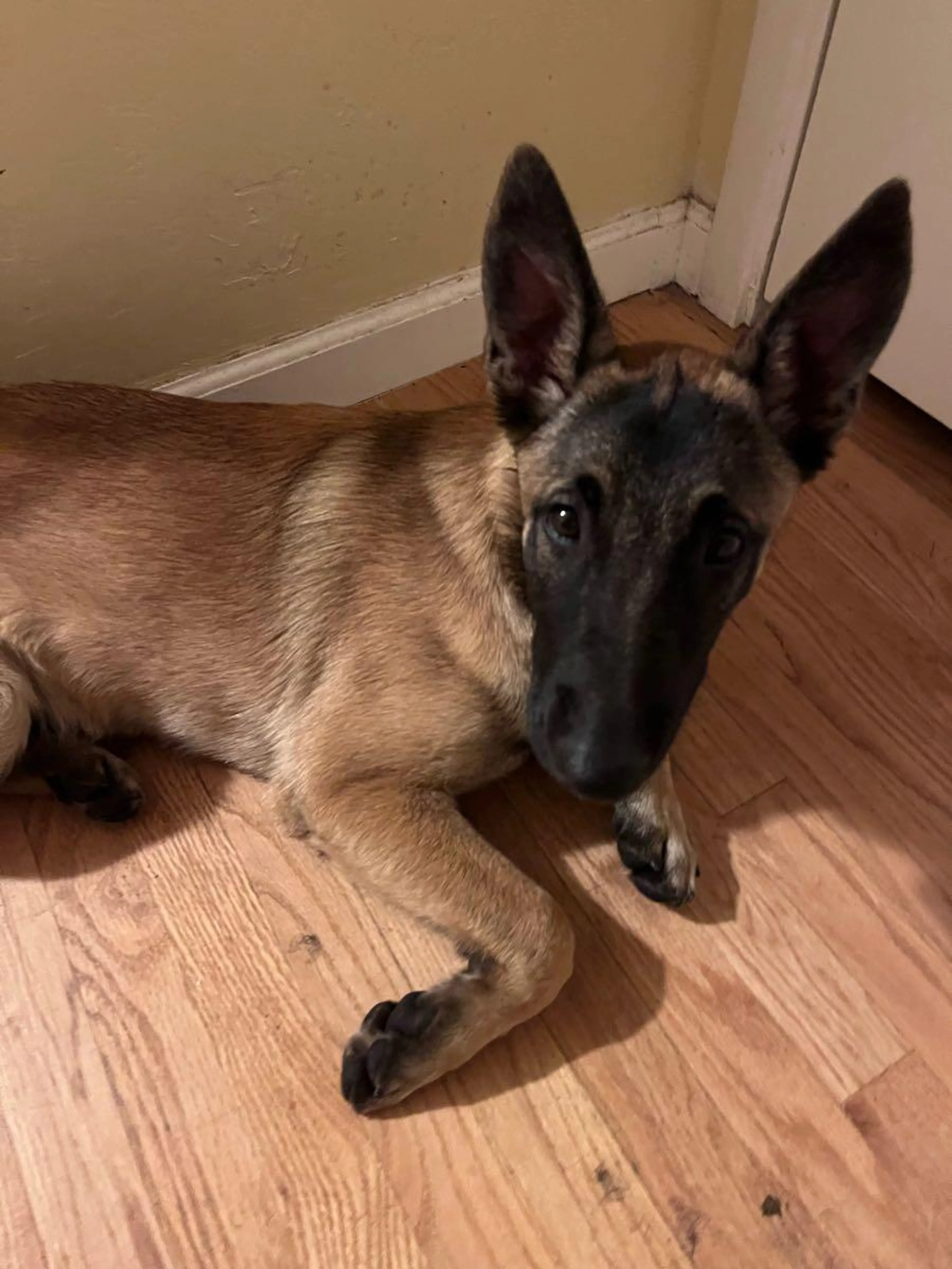 Found pet
