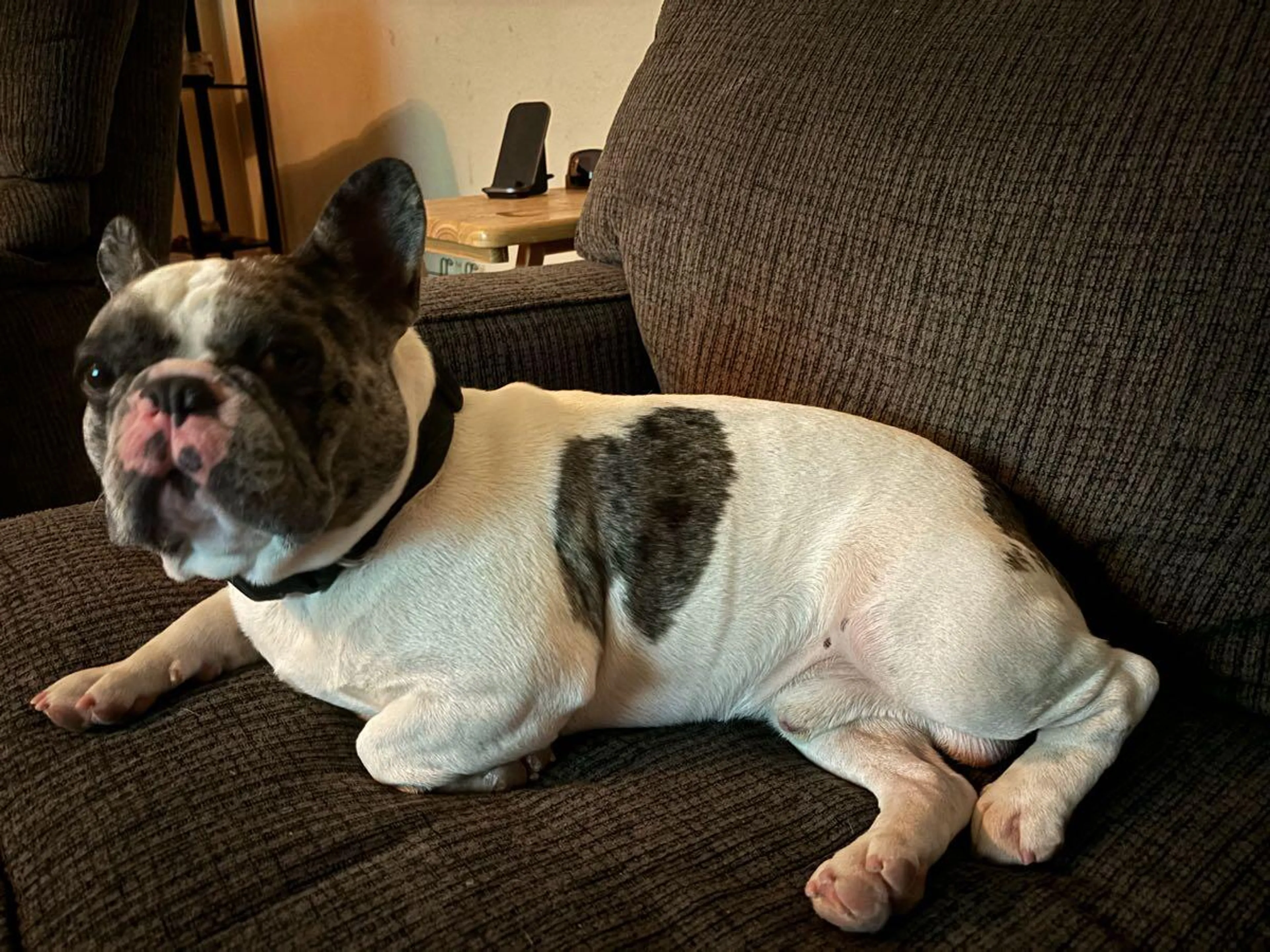 Lost pet