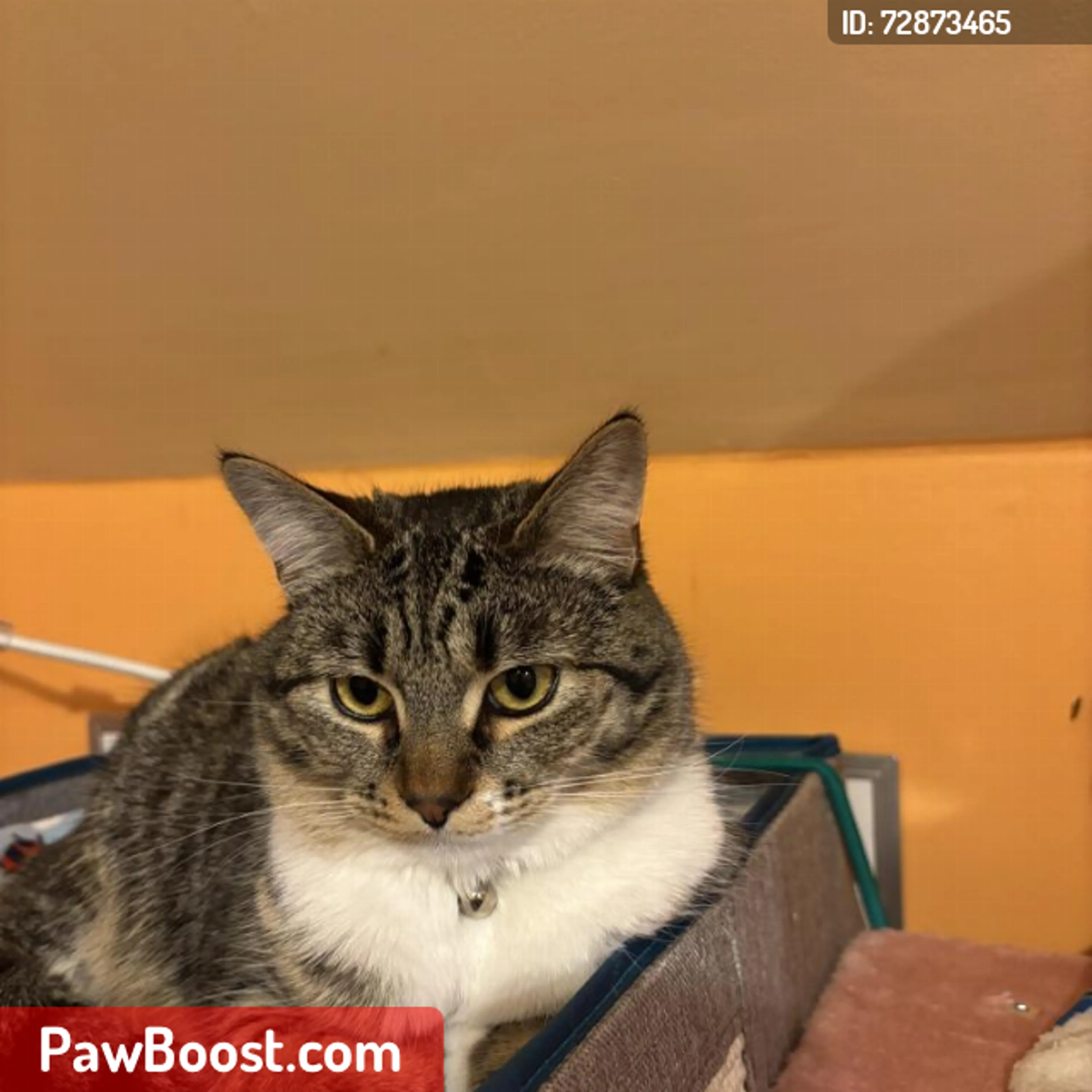 Lost pet