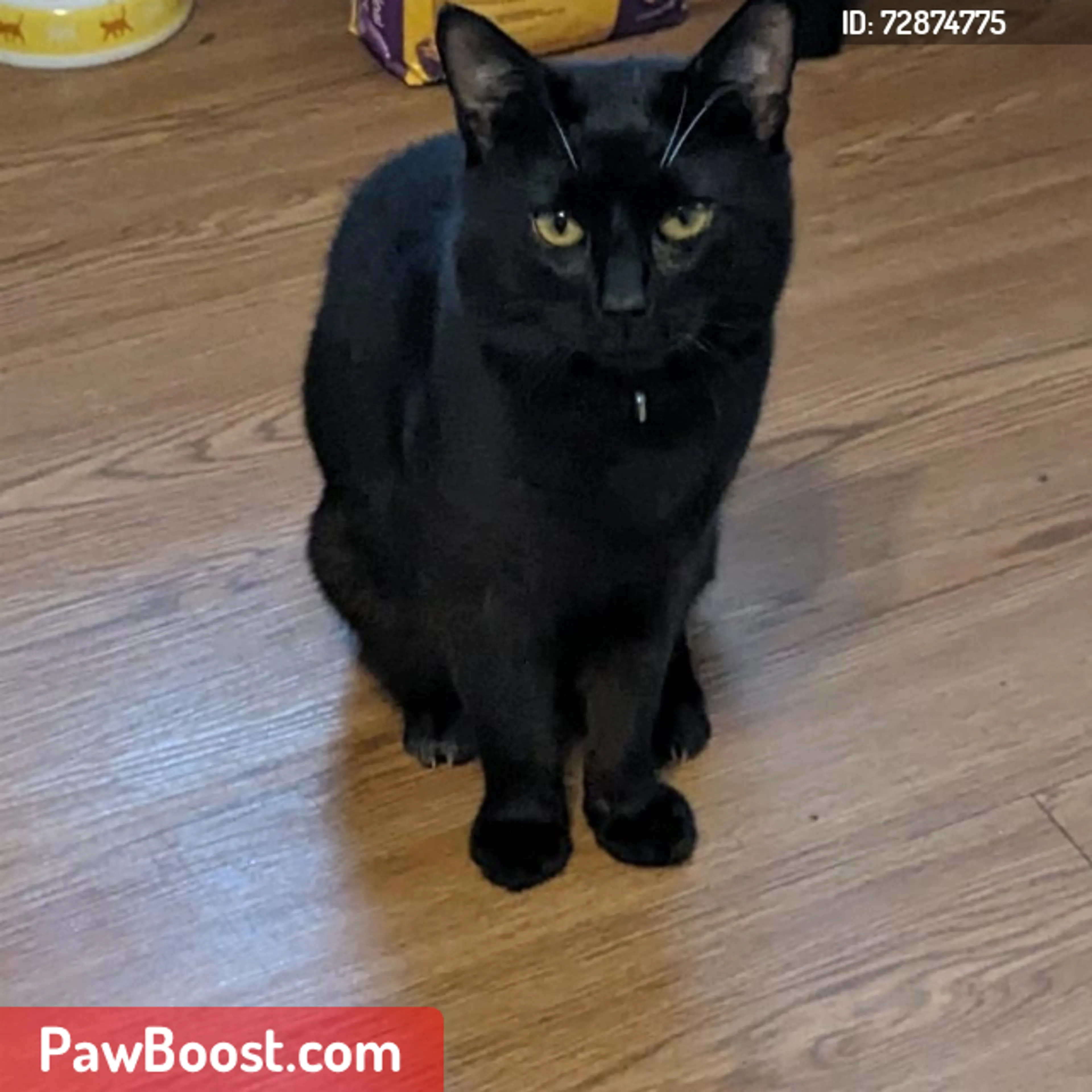 Lost pet