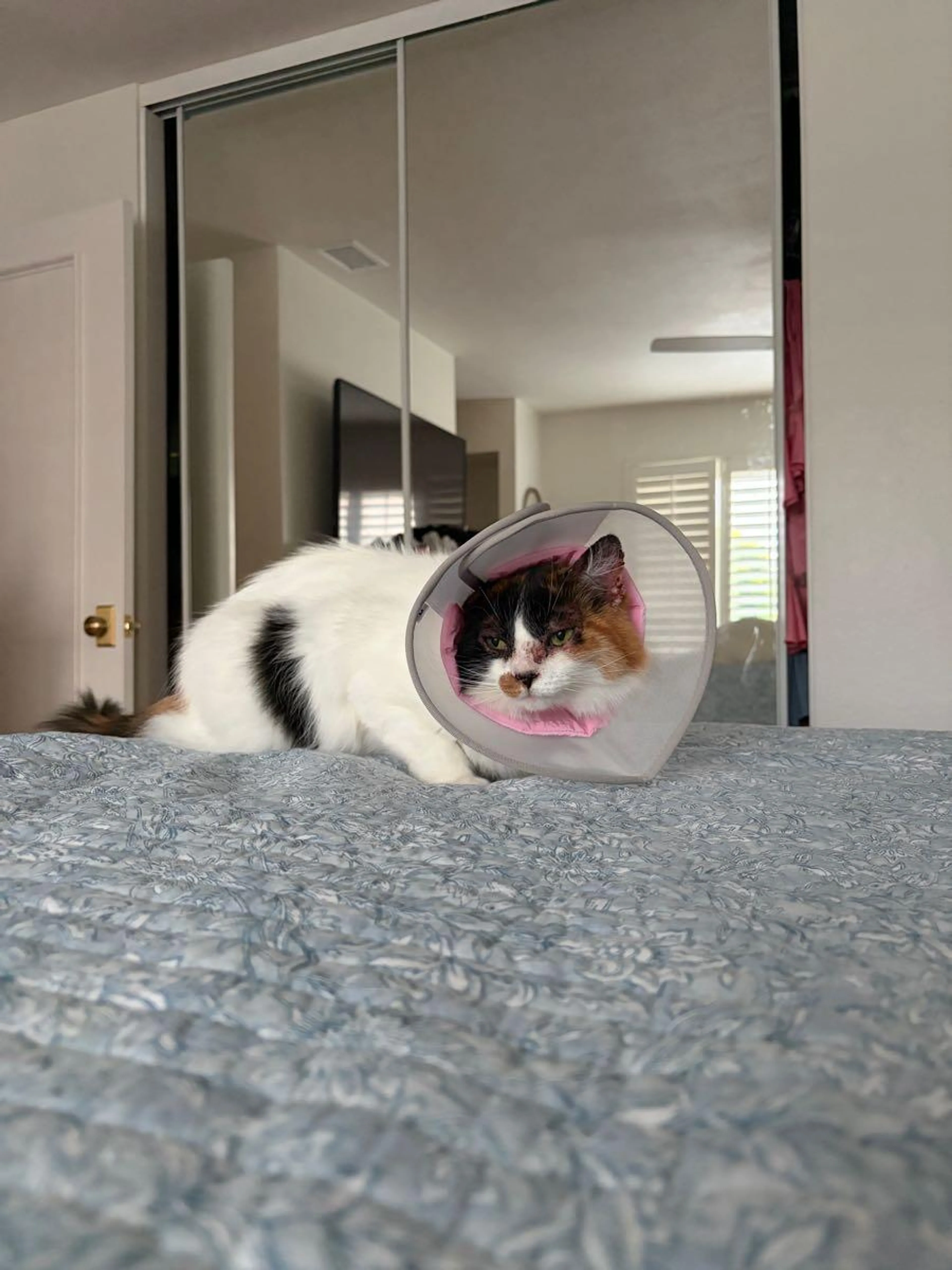 Lost pet