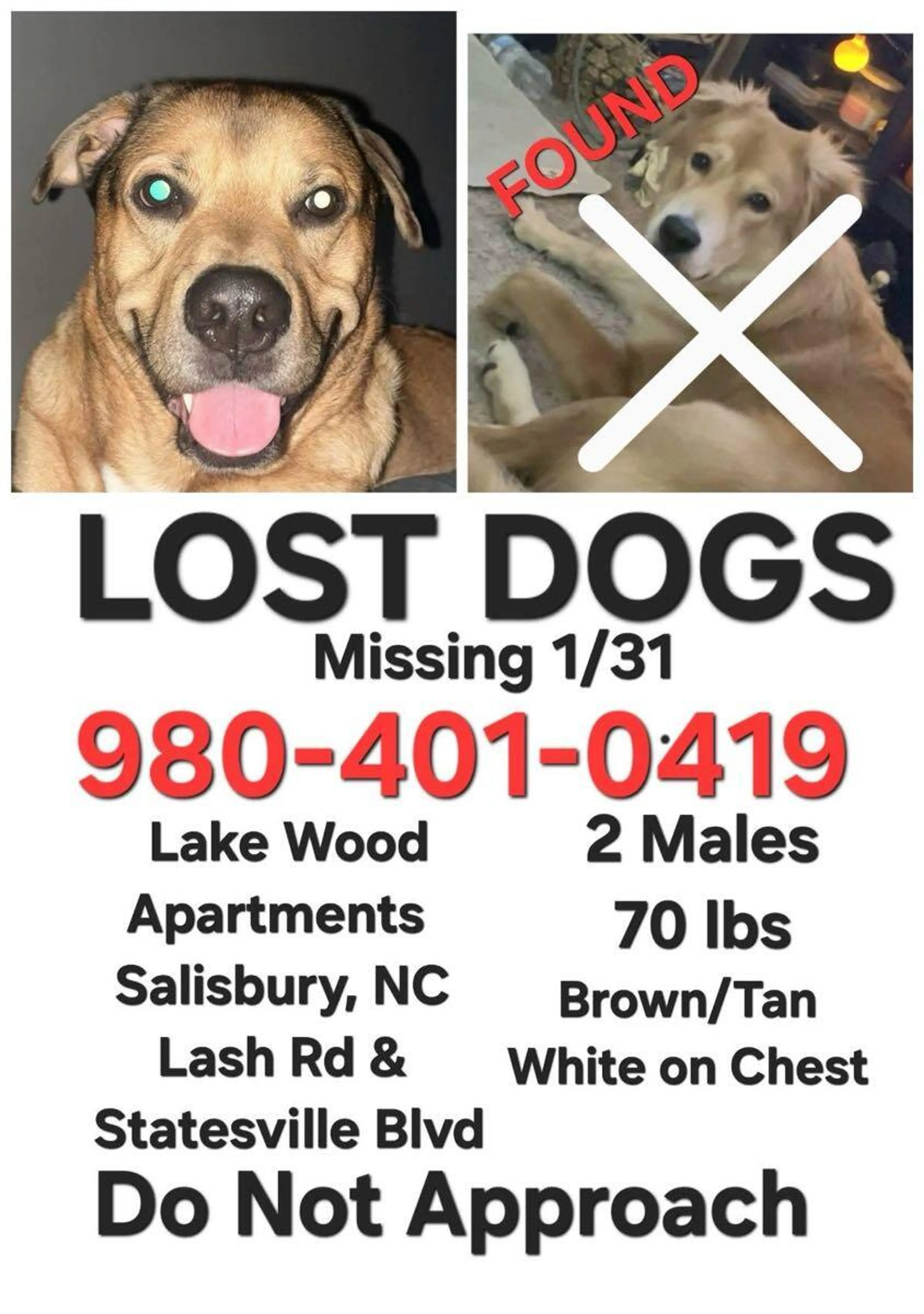 Lost pet