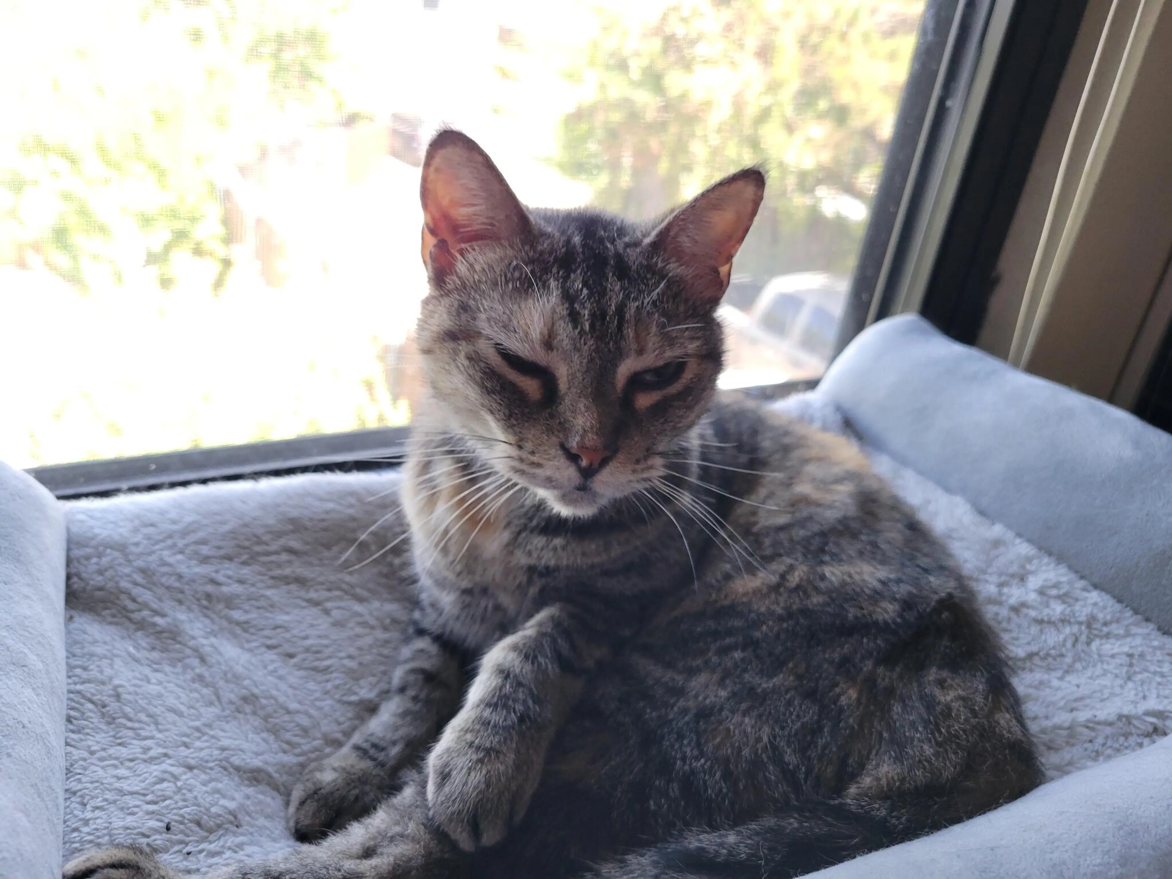 cdn image