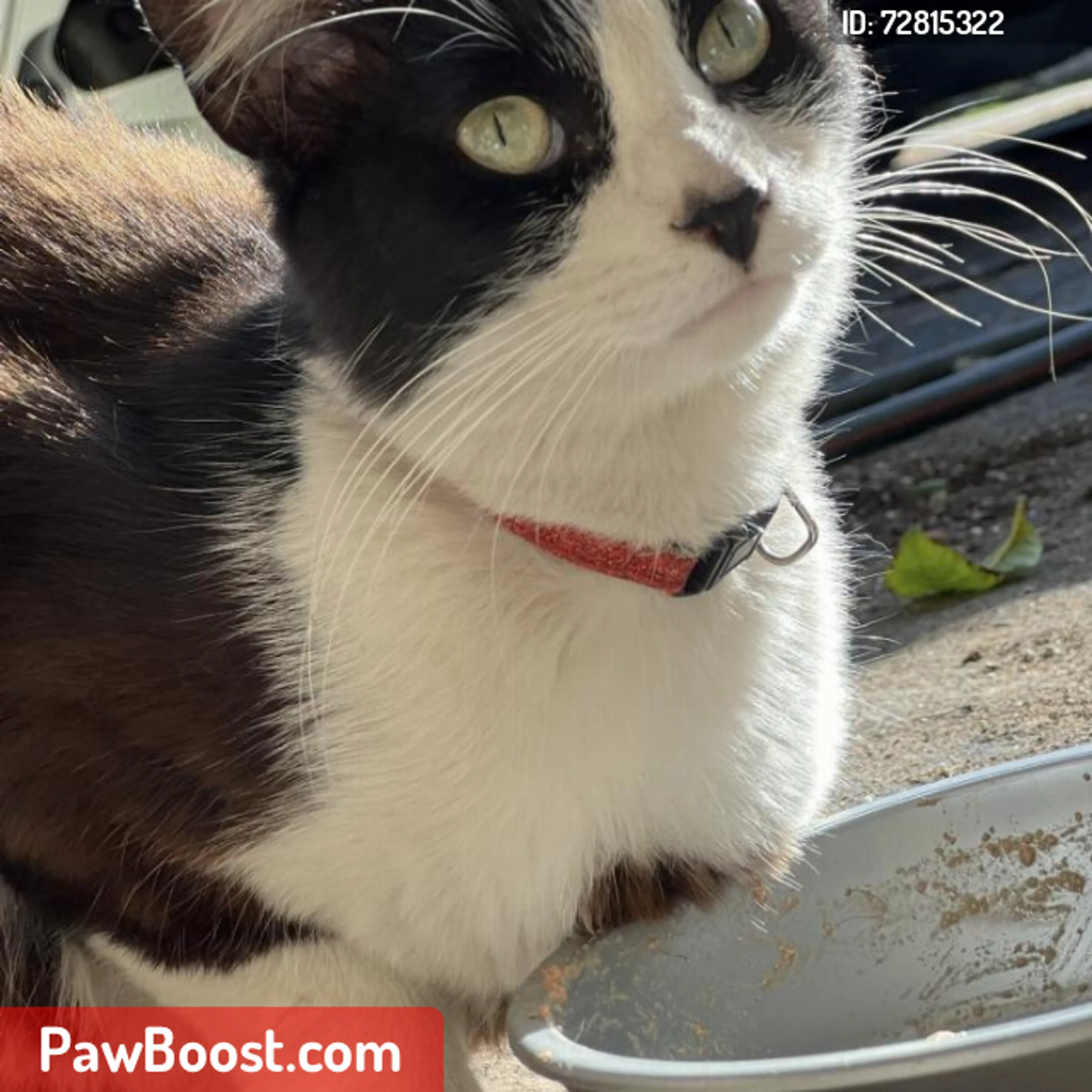 Lost pet