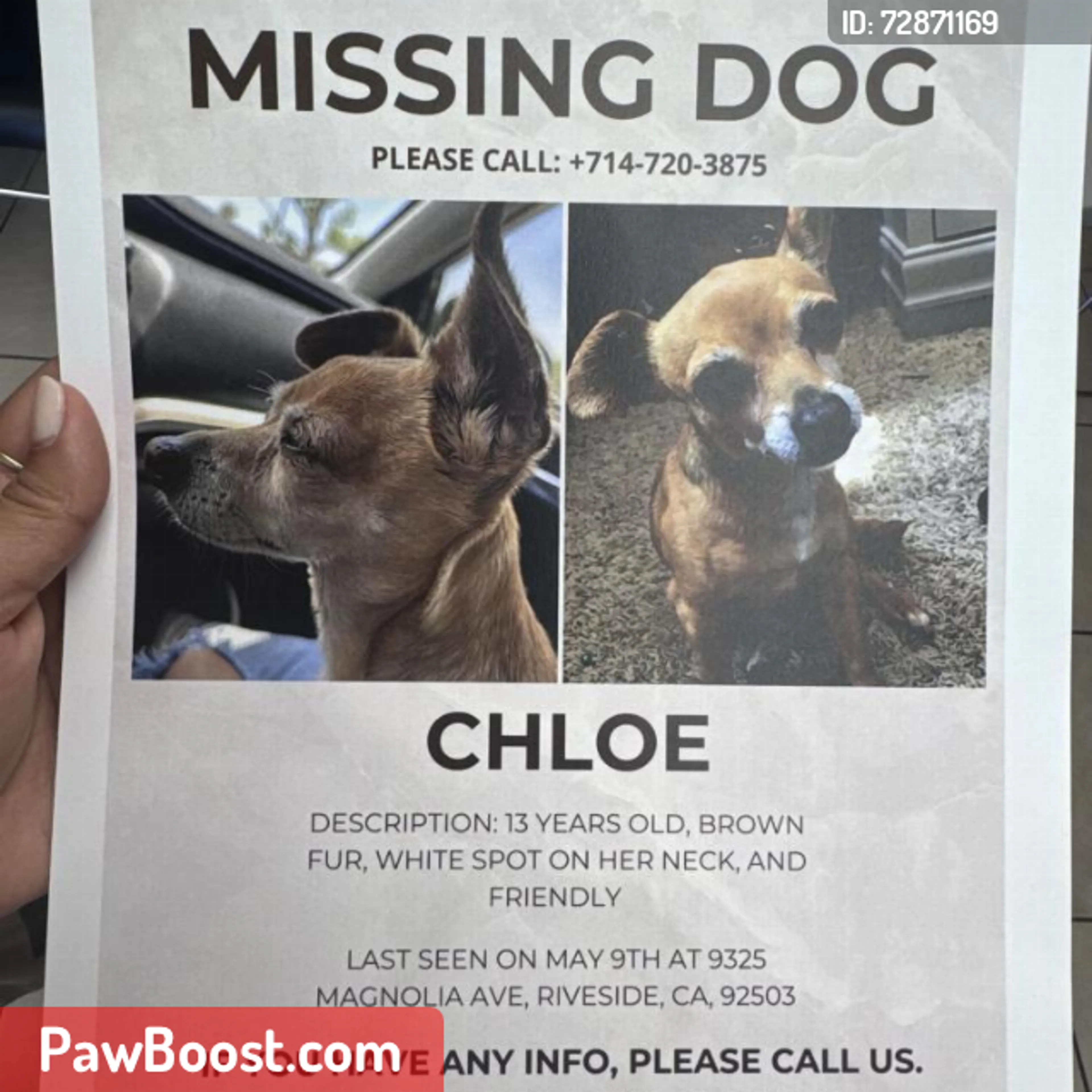 Lost pet