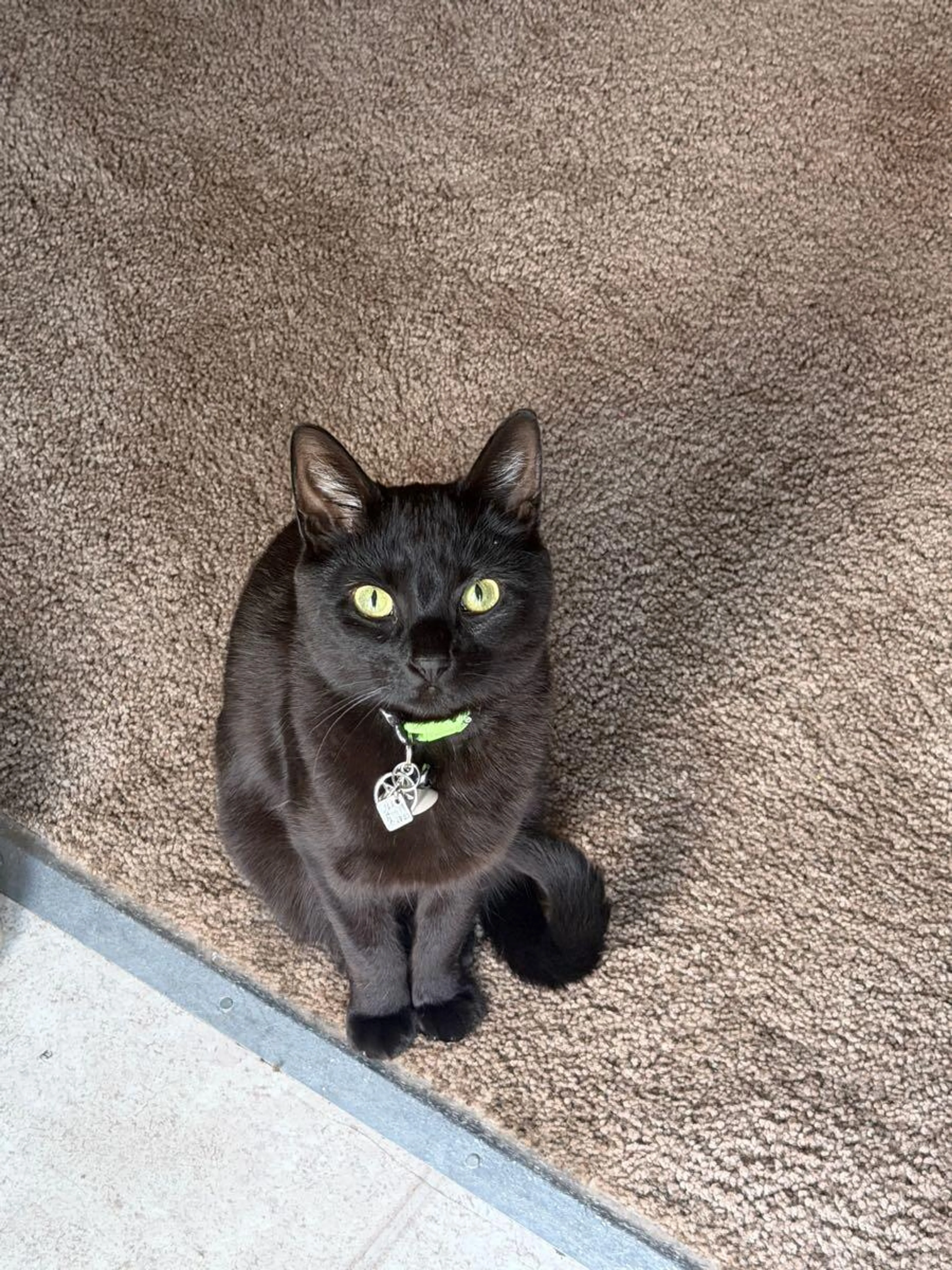 Lost pet