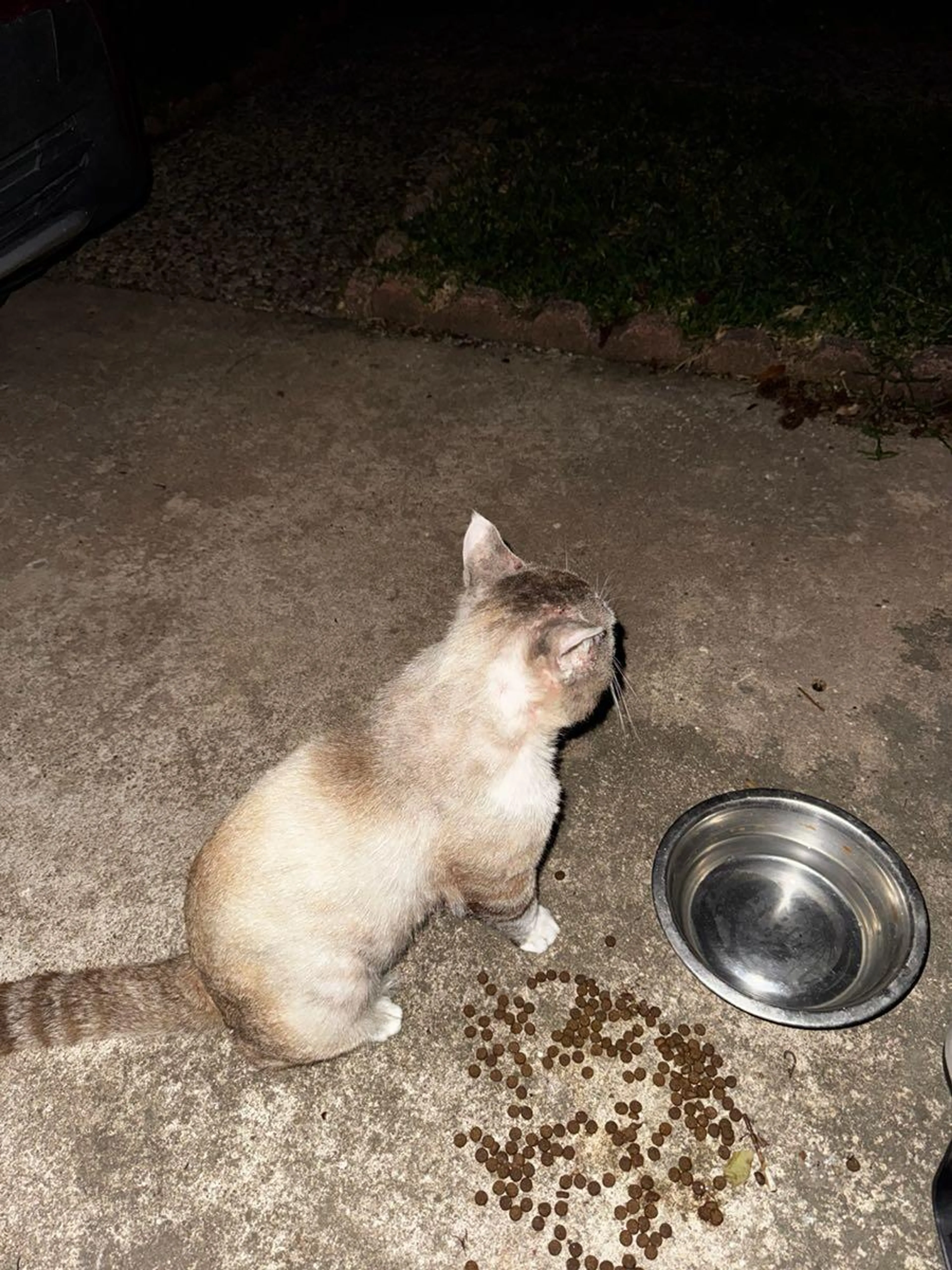 Found pet