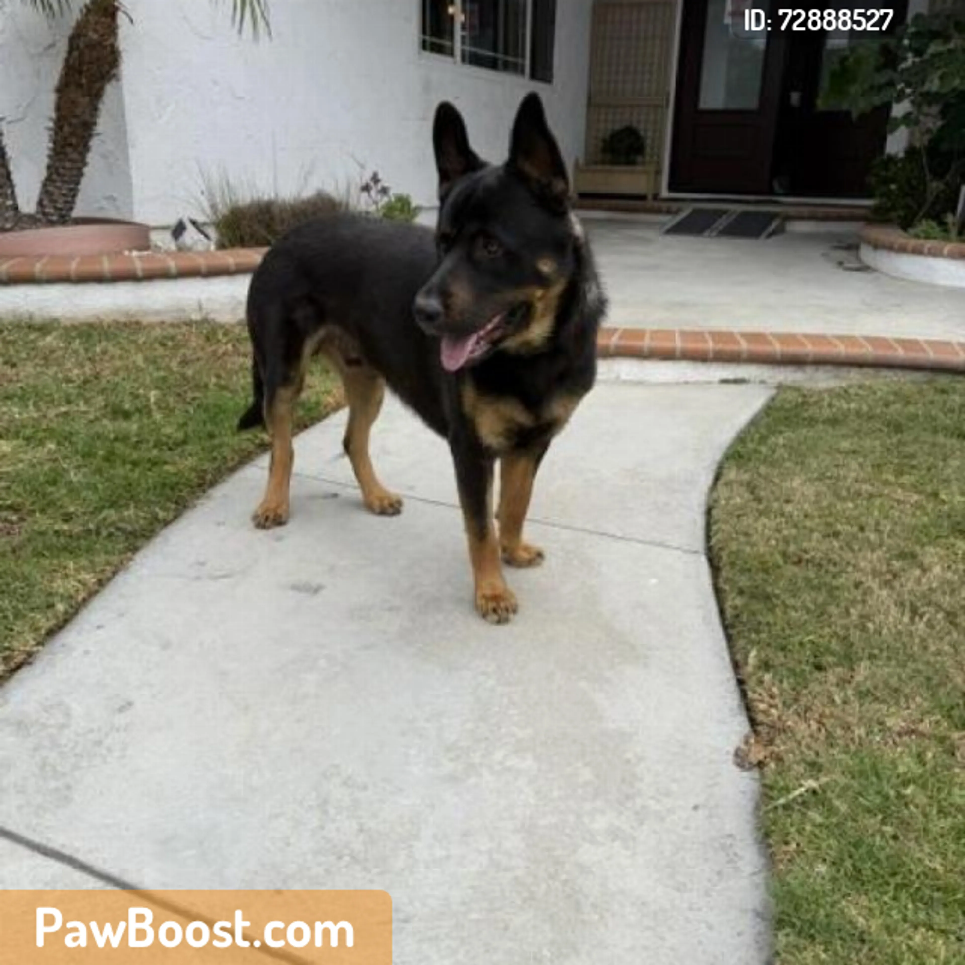 Found pet