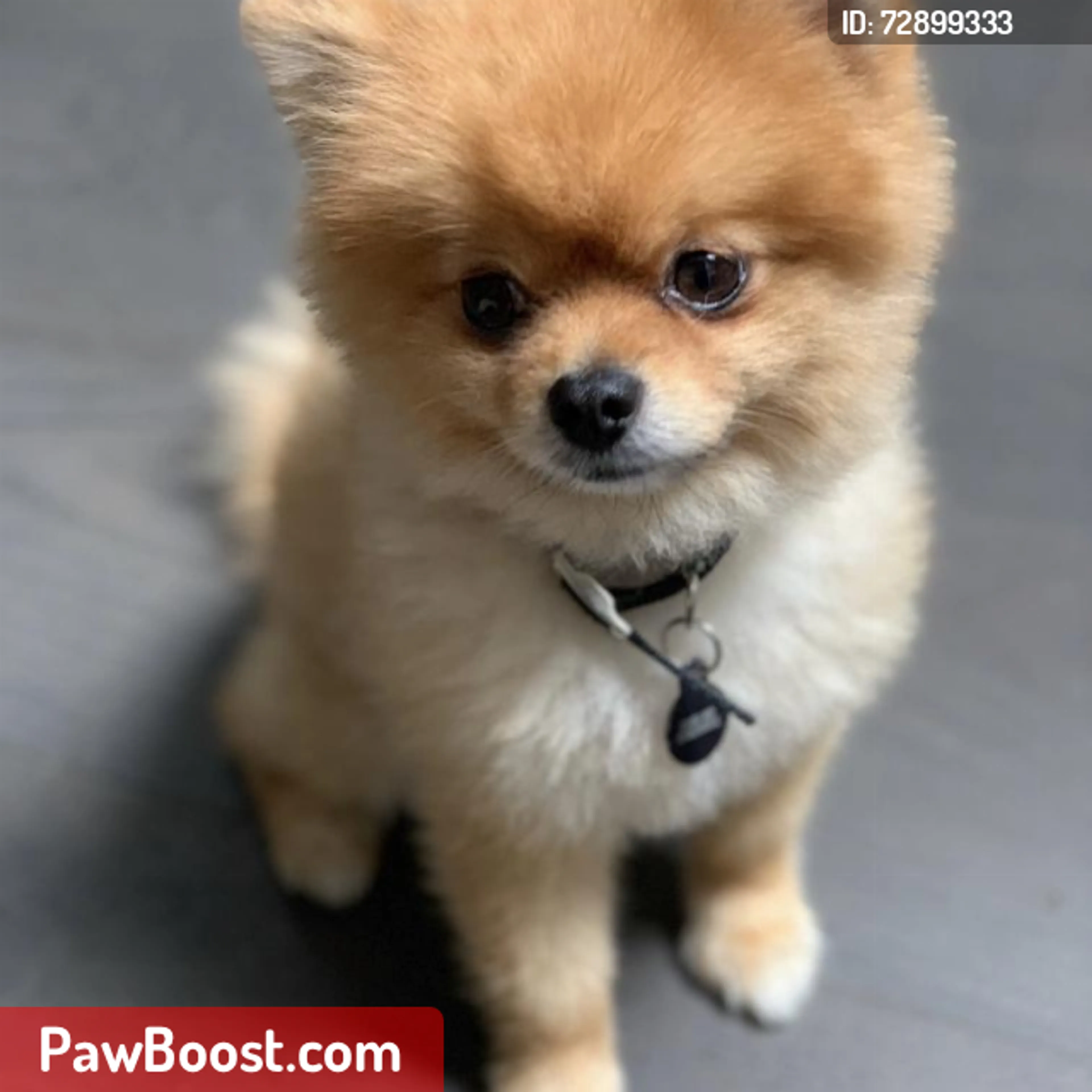 Lost pet