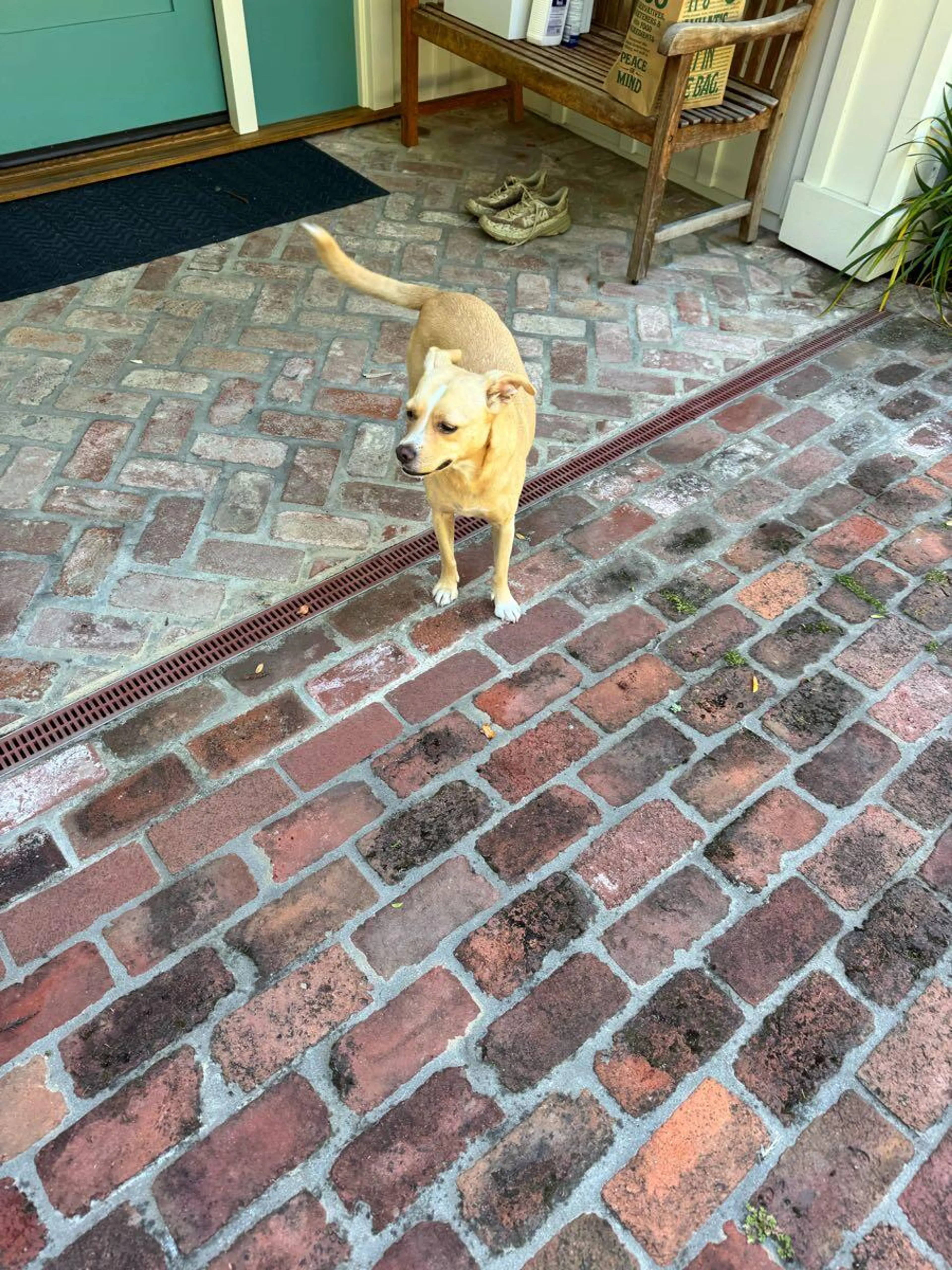 Found pet