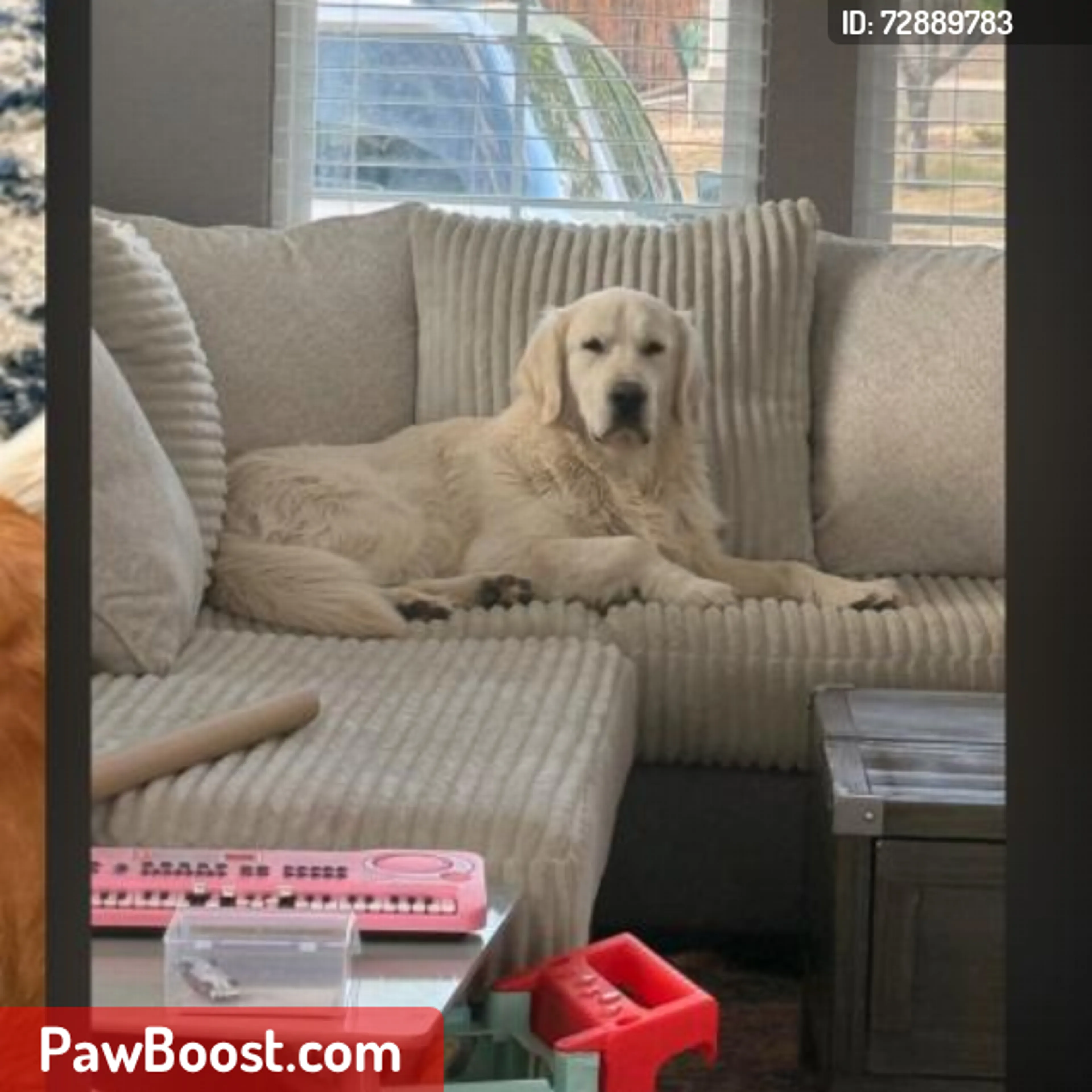 Lost pet