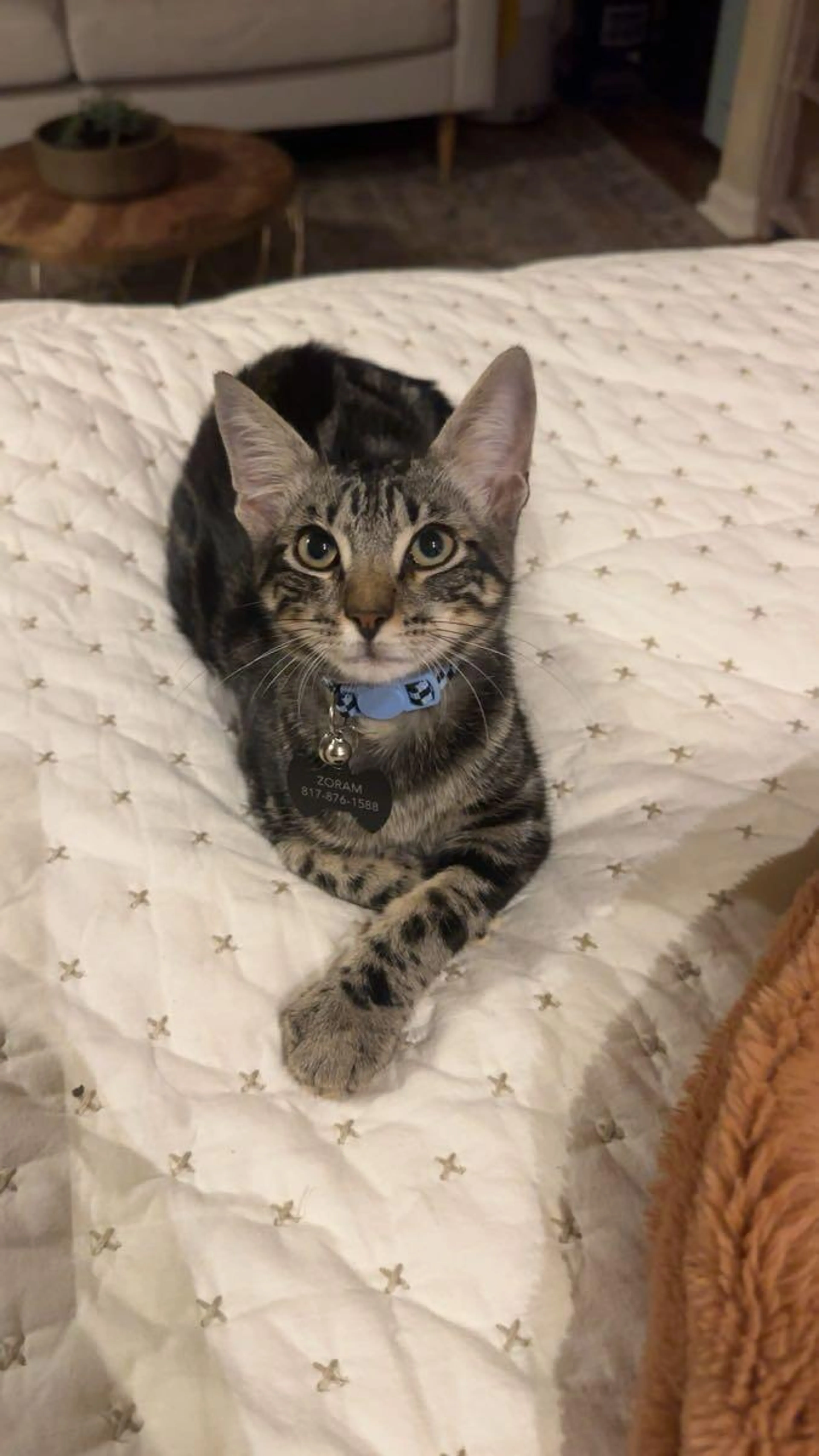 Lost pet