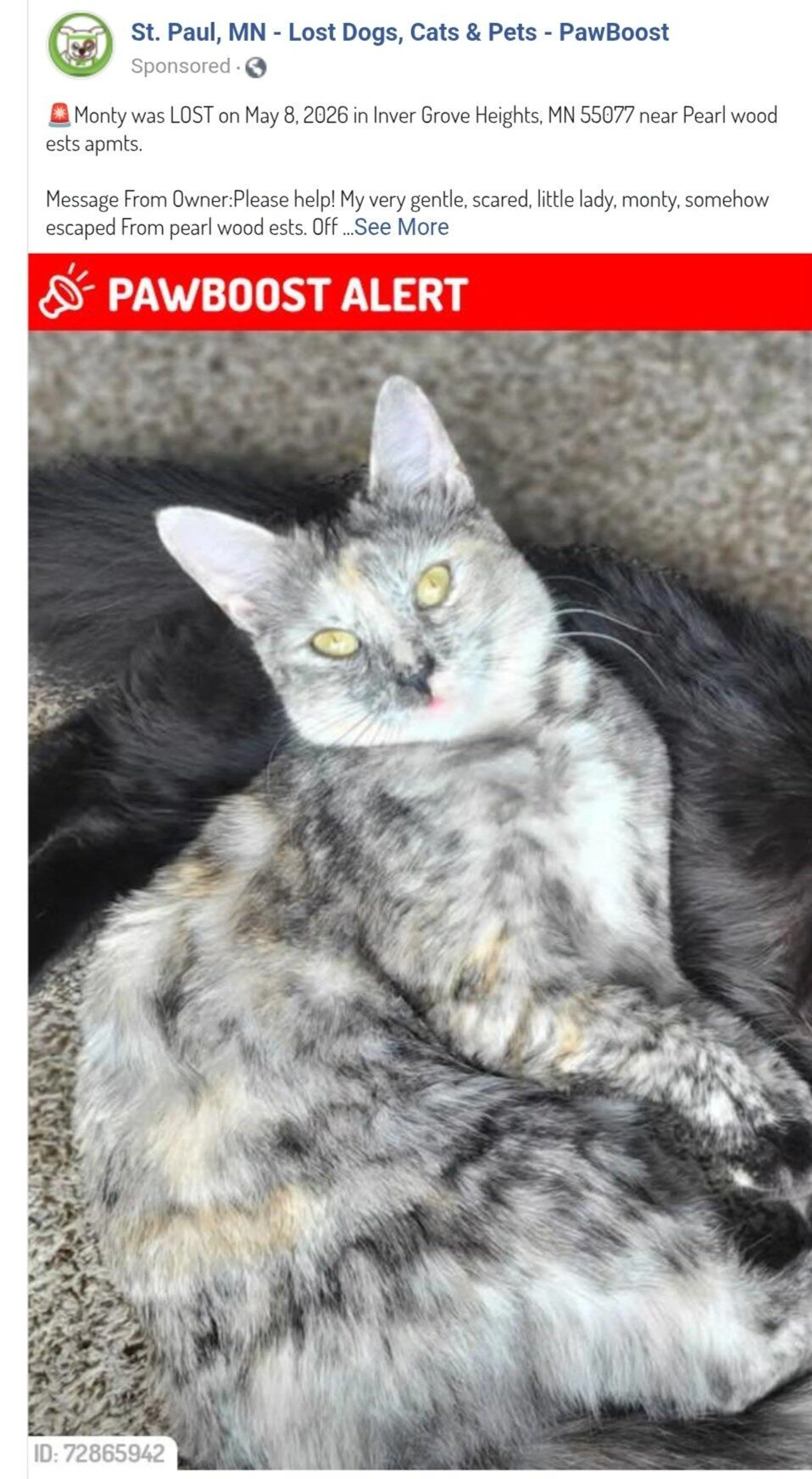 Lost pet