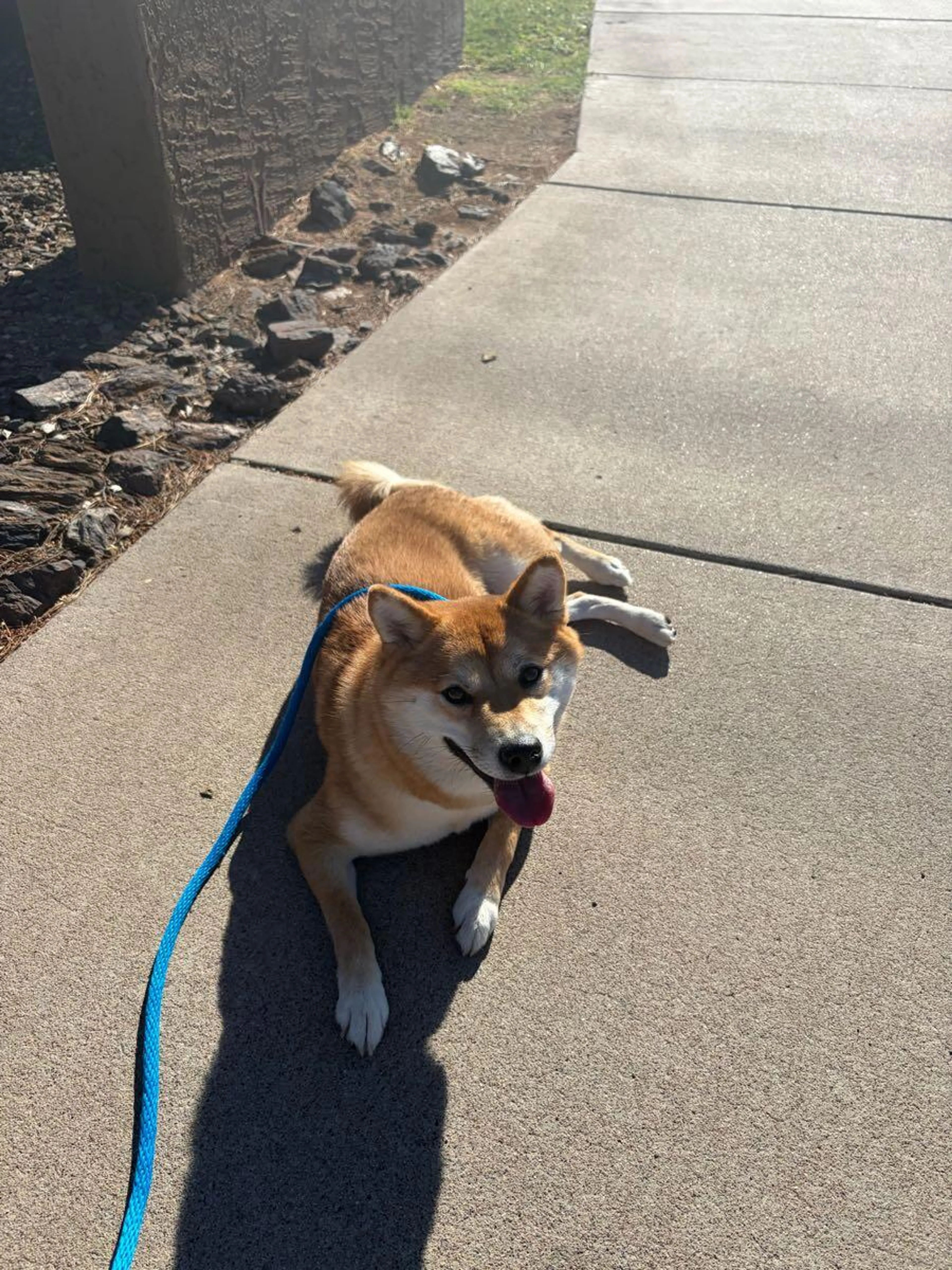 Found pet