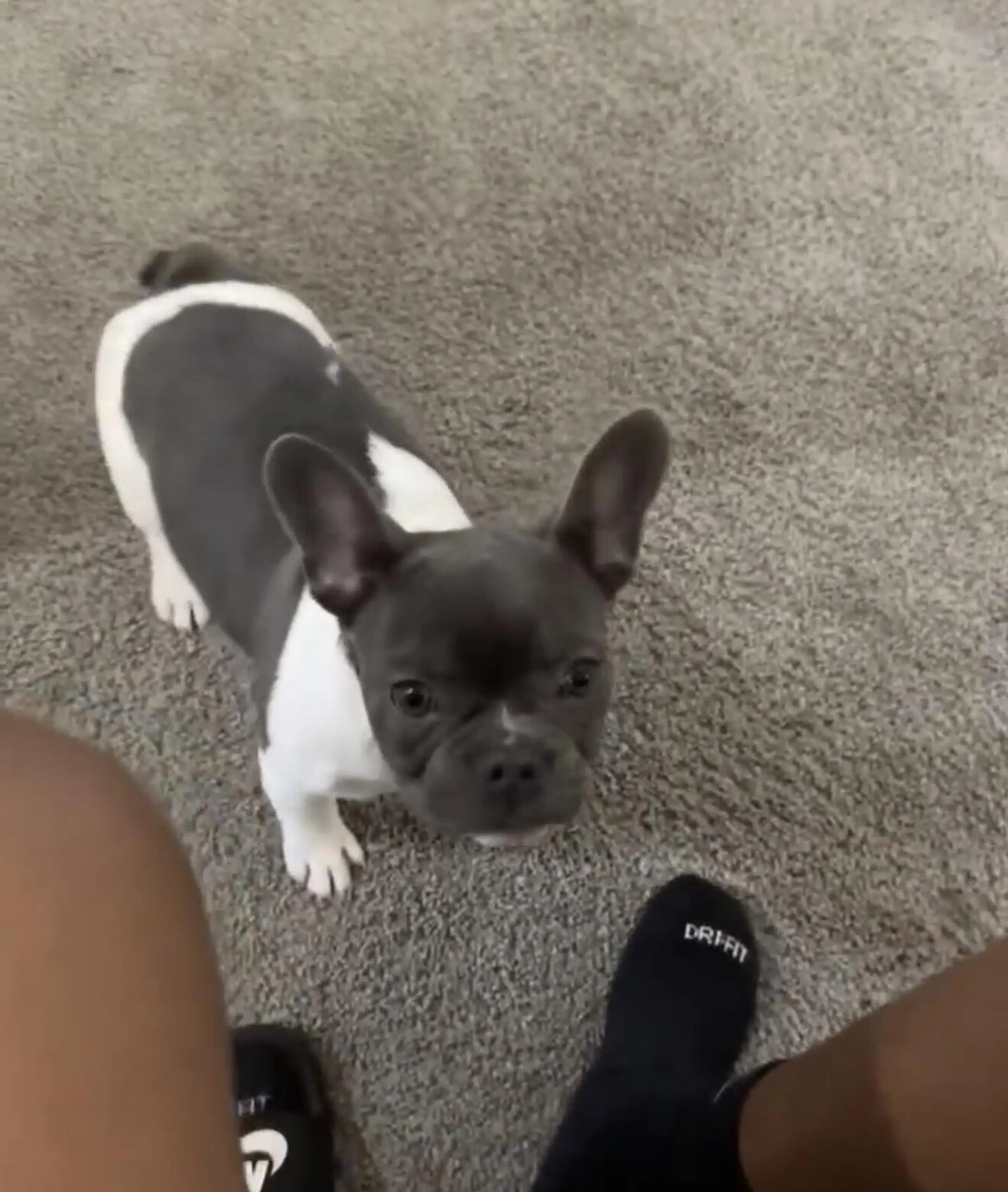 Lost pet