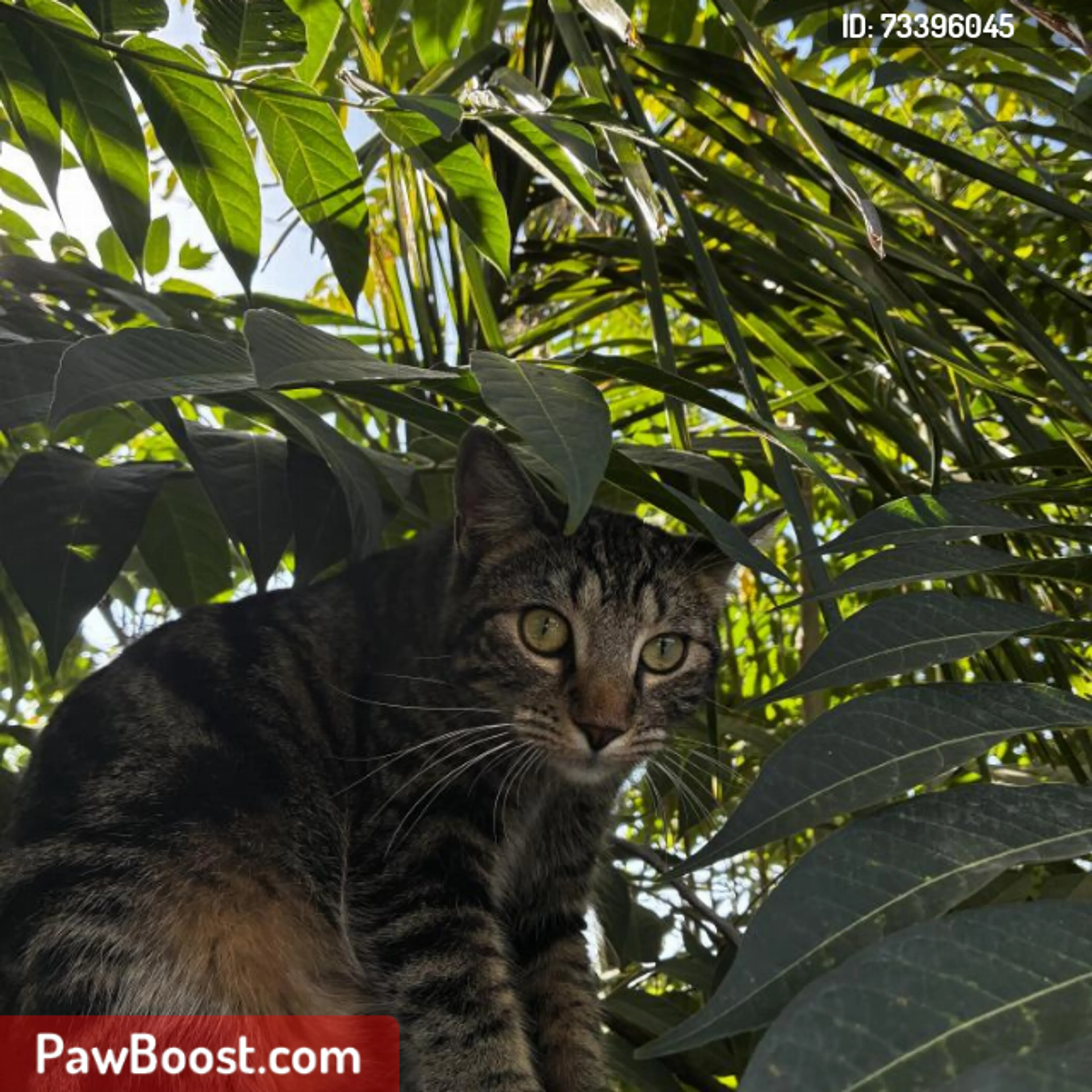 cdn image