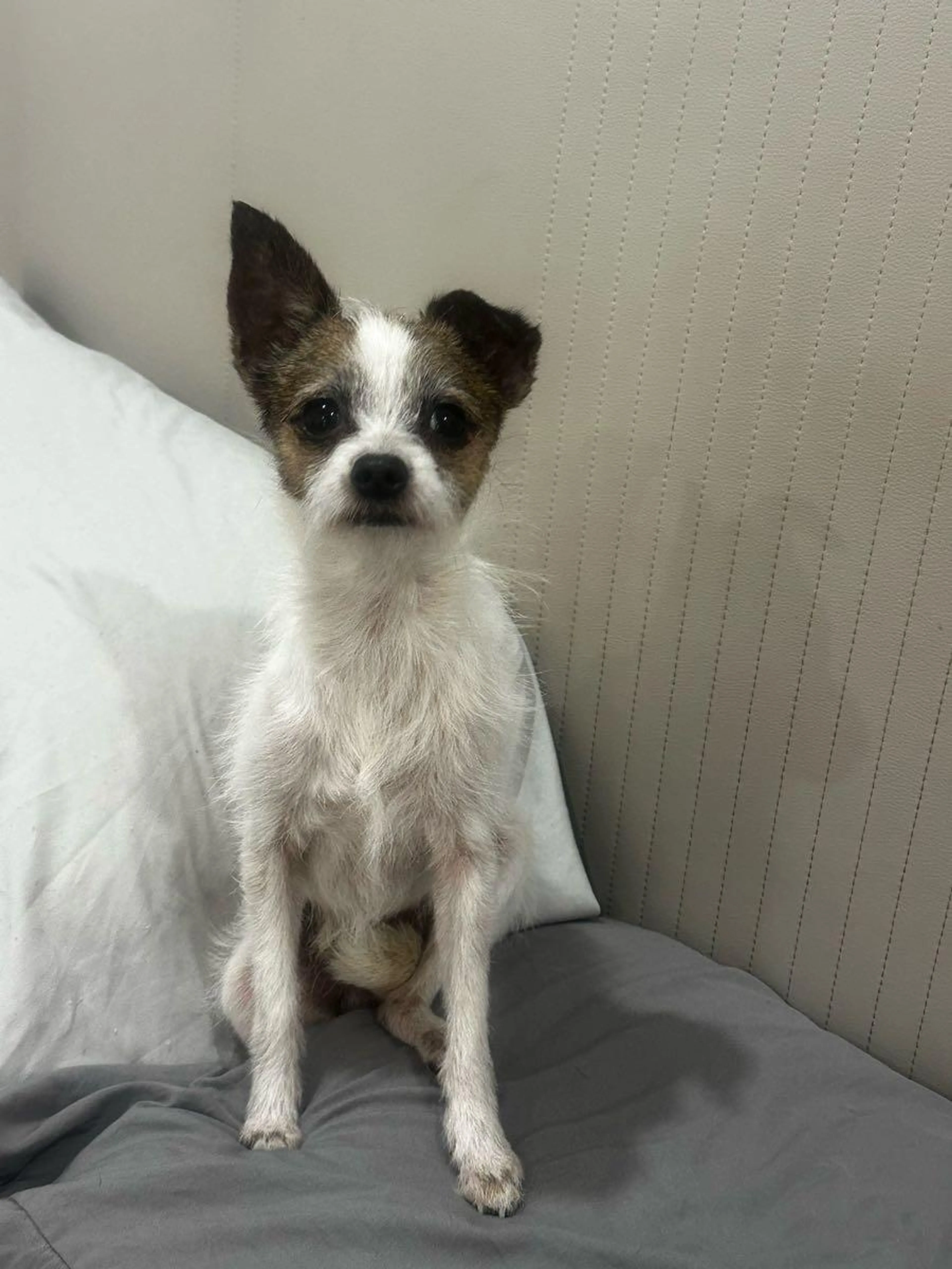 Lost pet