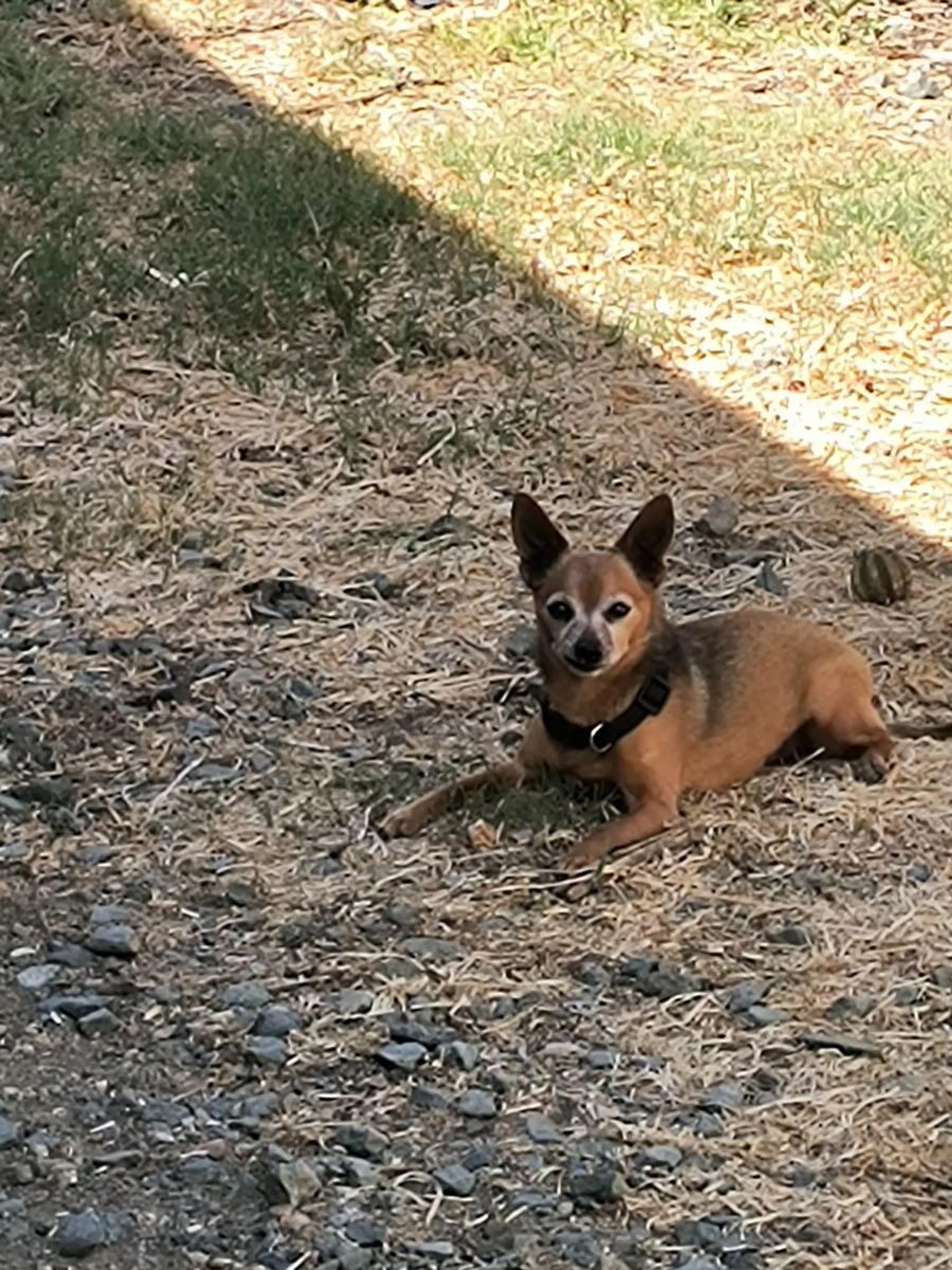 Lost pet