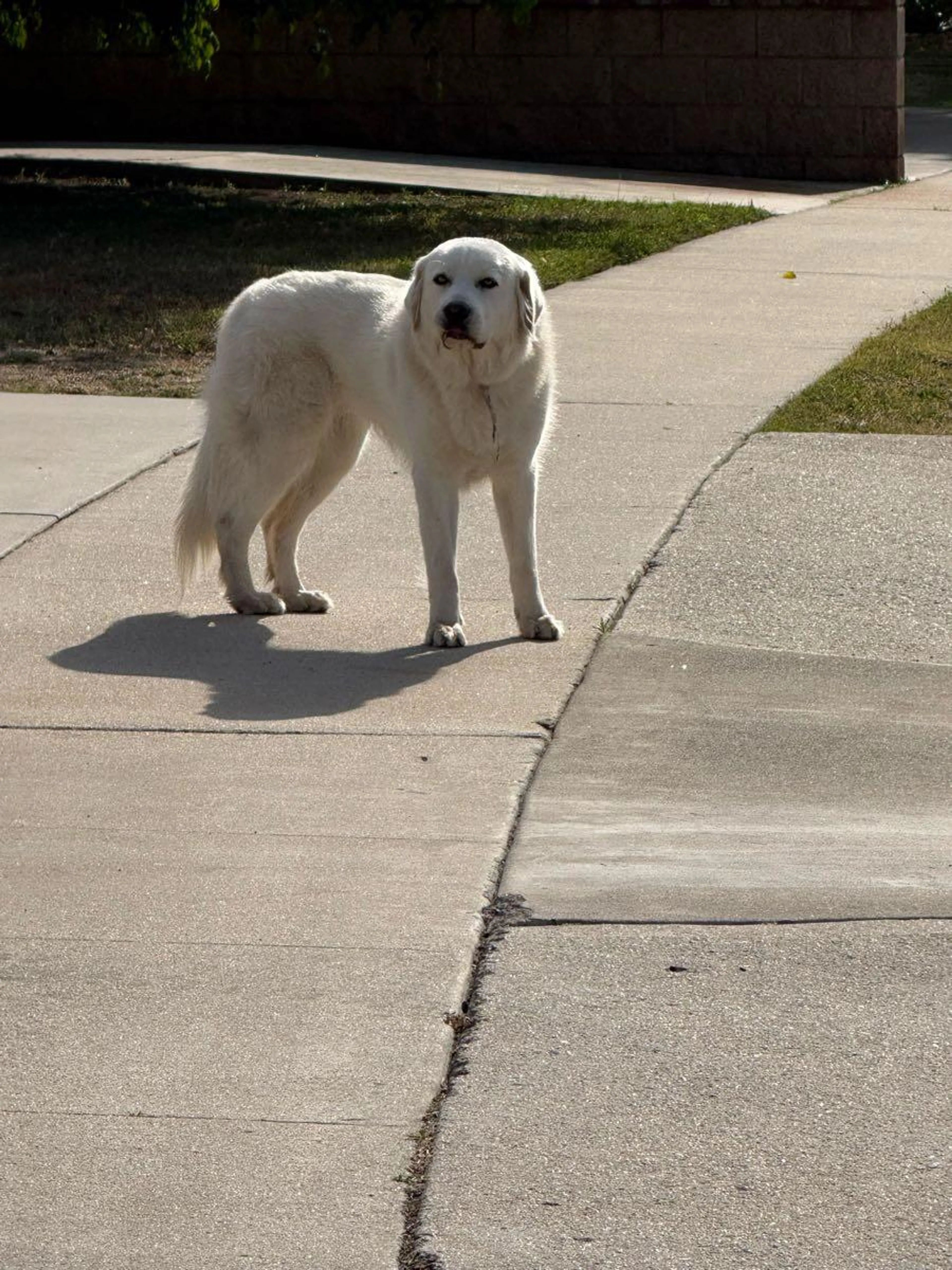 Found pet