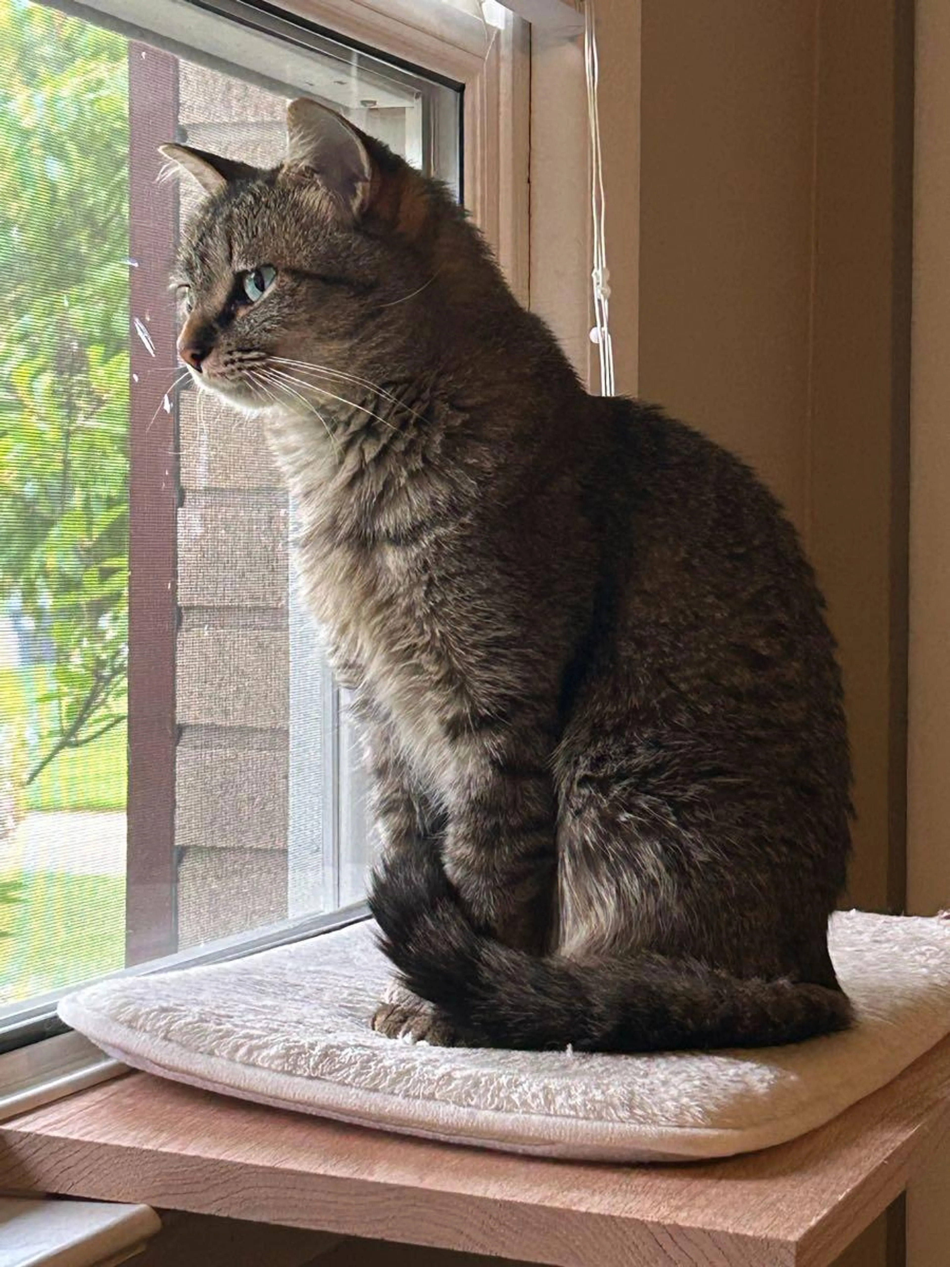 Lost pet