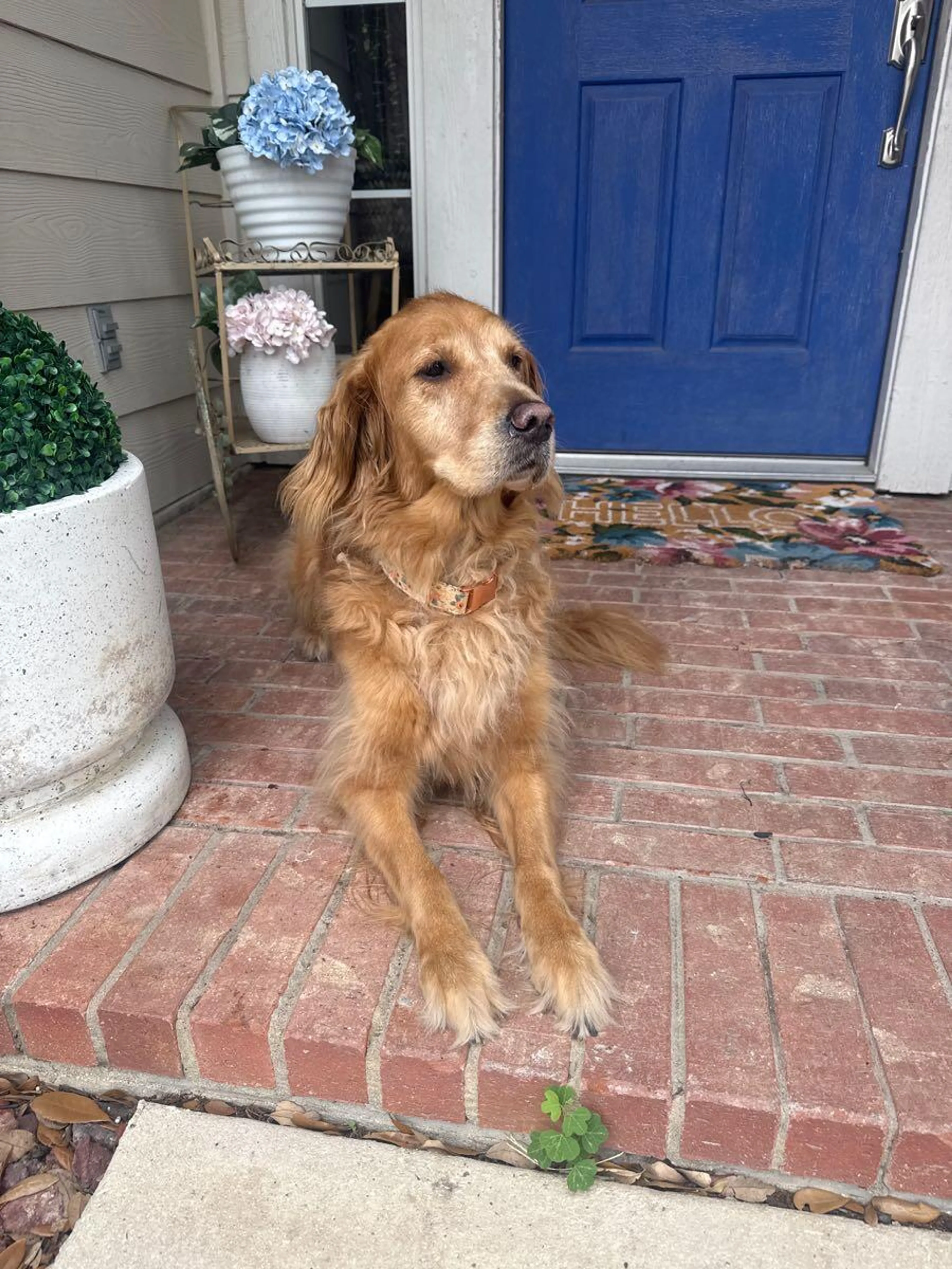 Lost pet