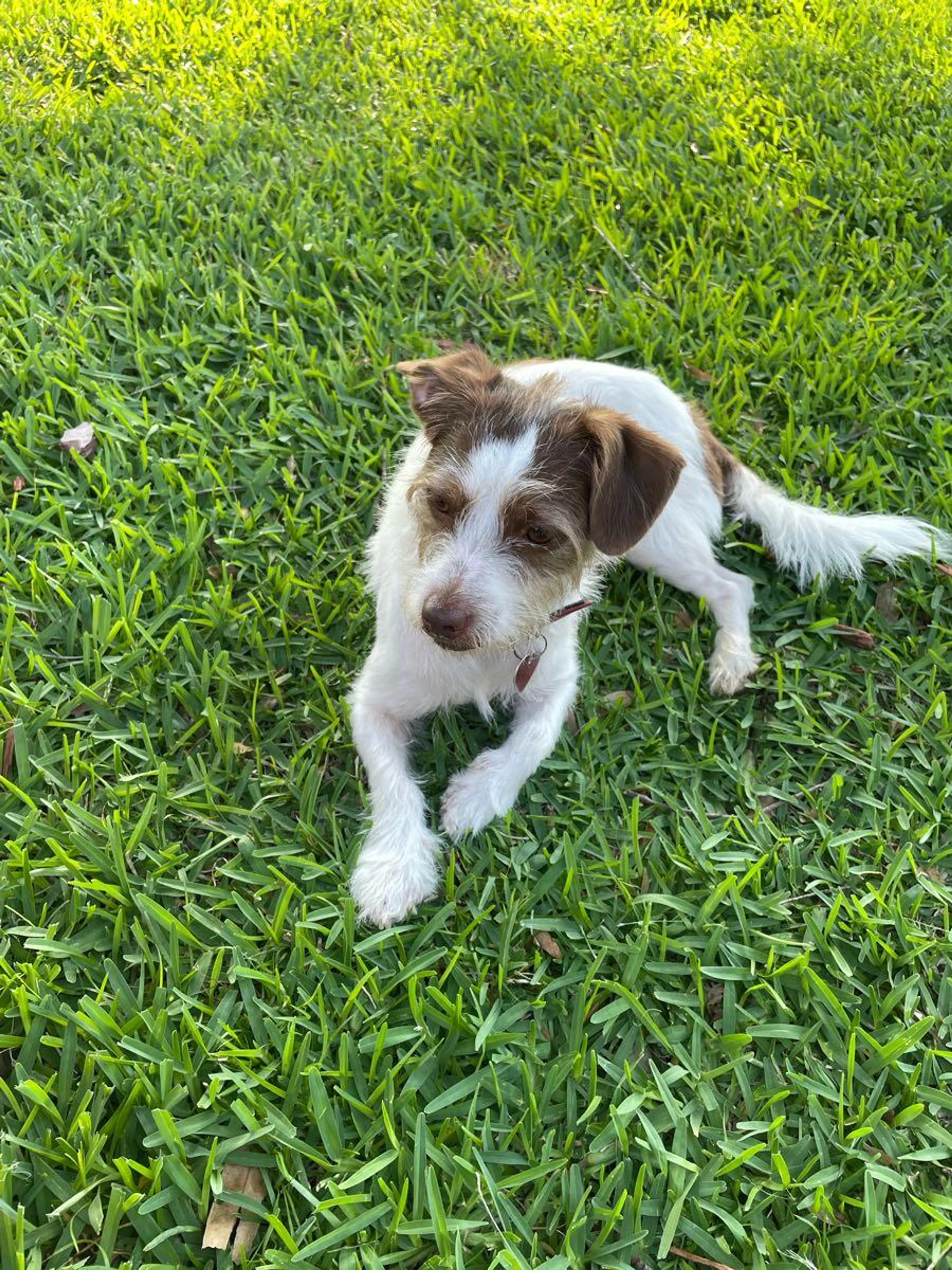 Found pet