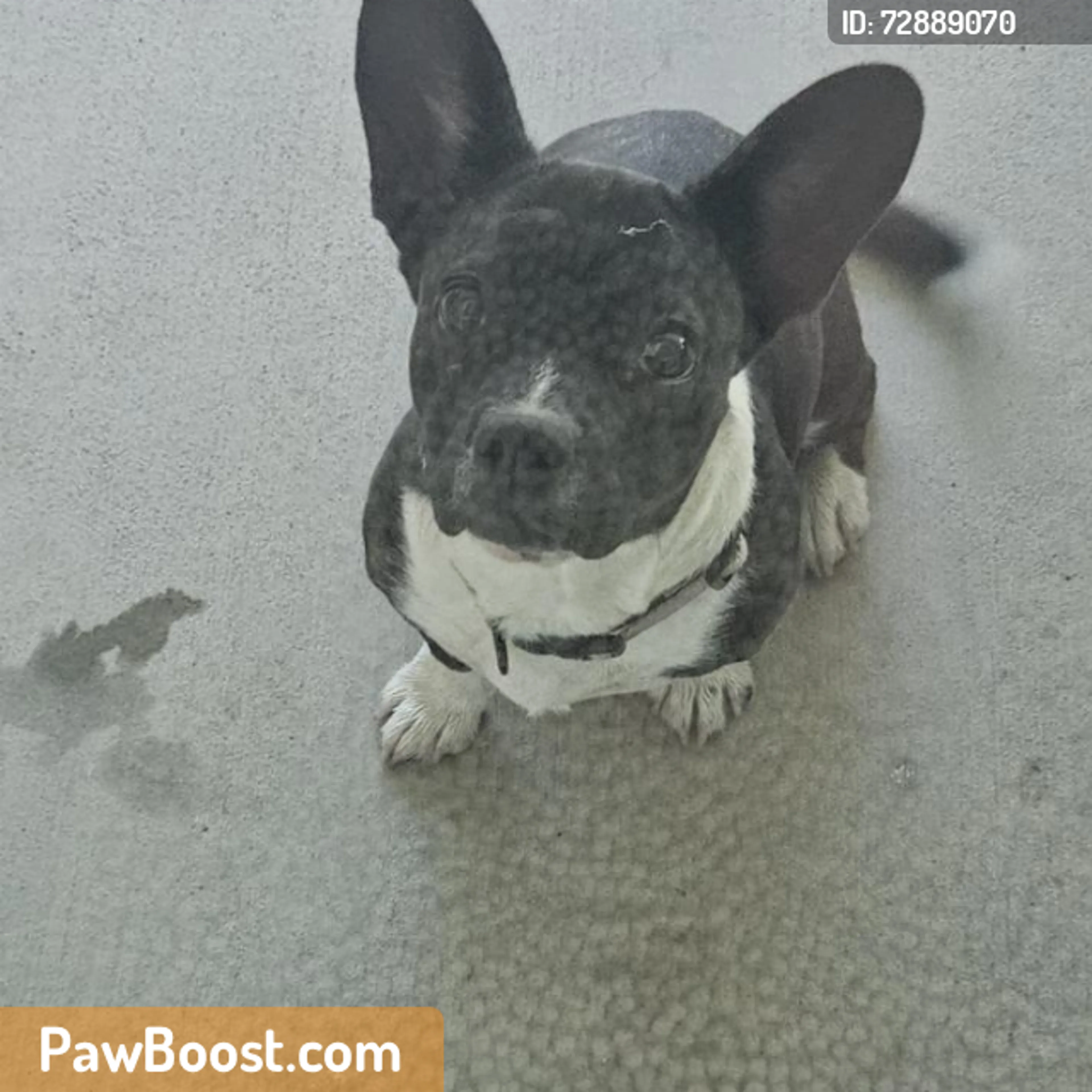 Found pet