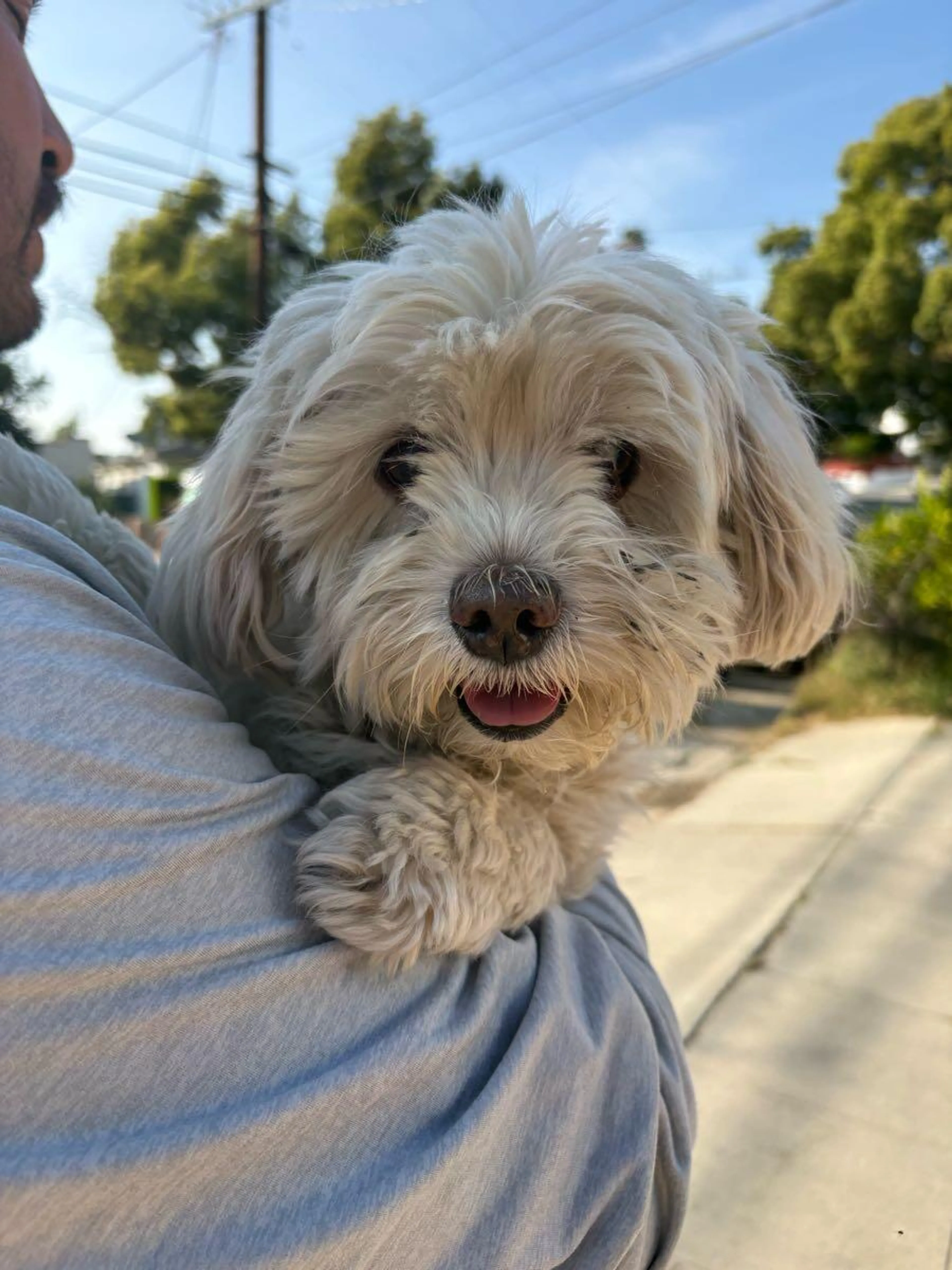 Found pet