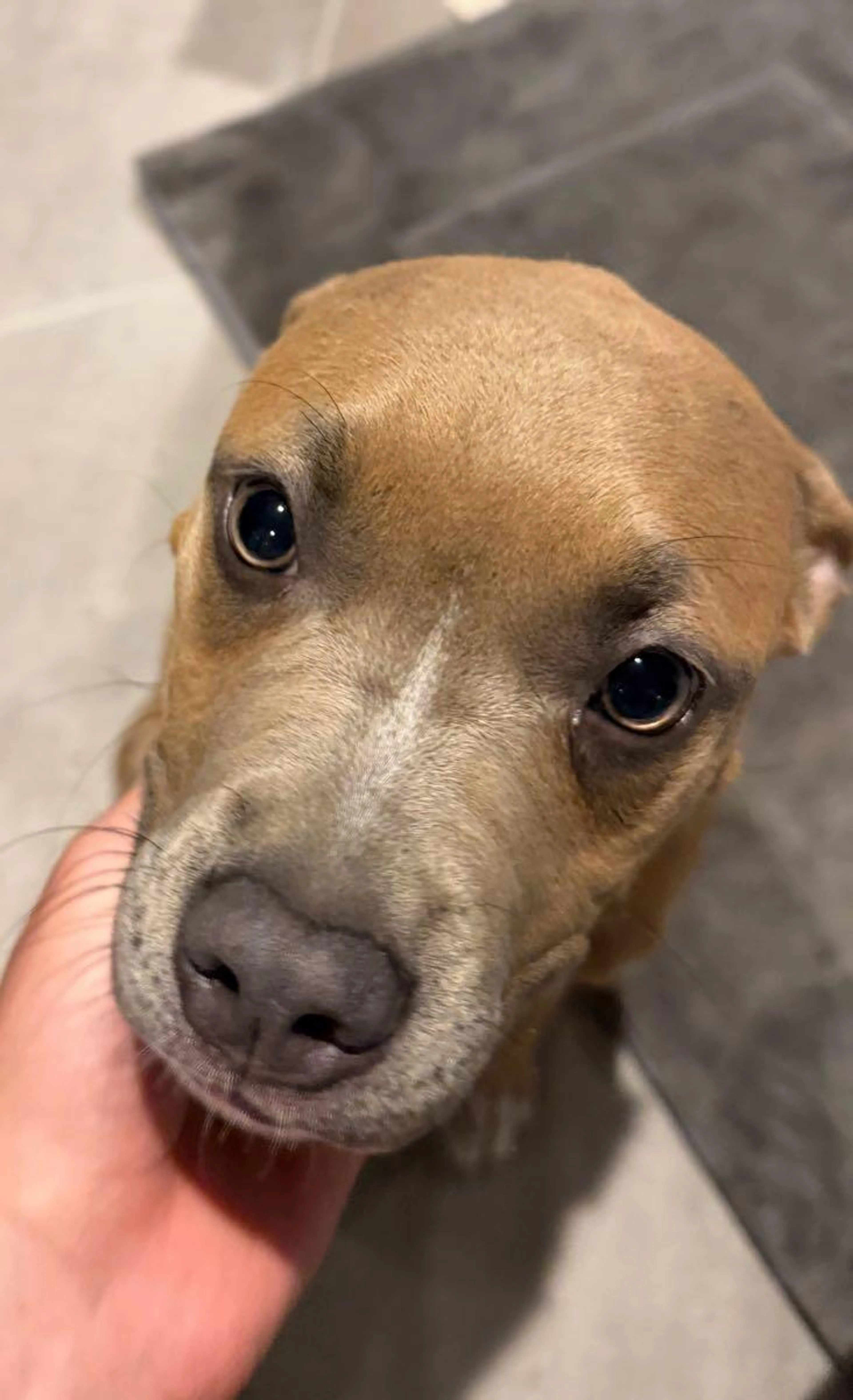 Found pet