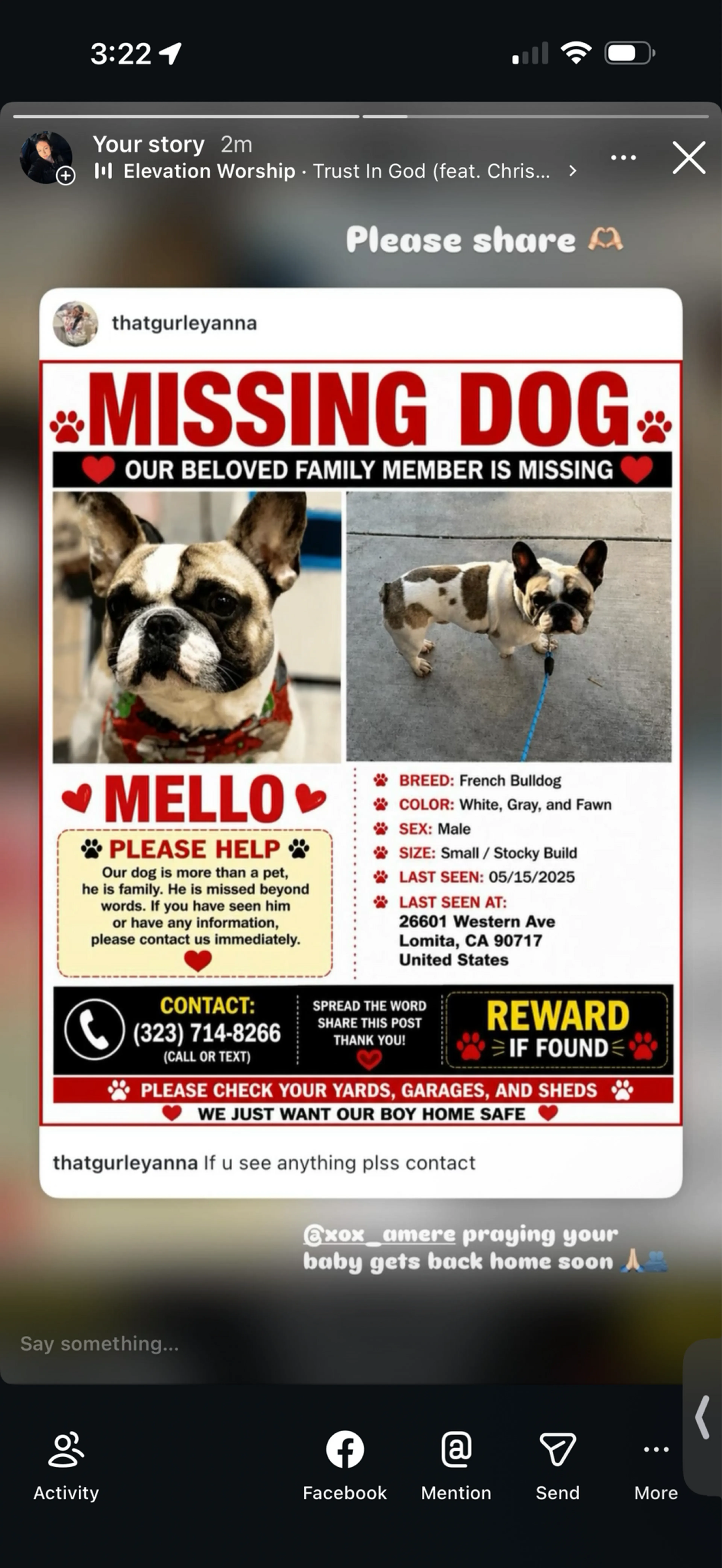 Lost pet