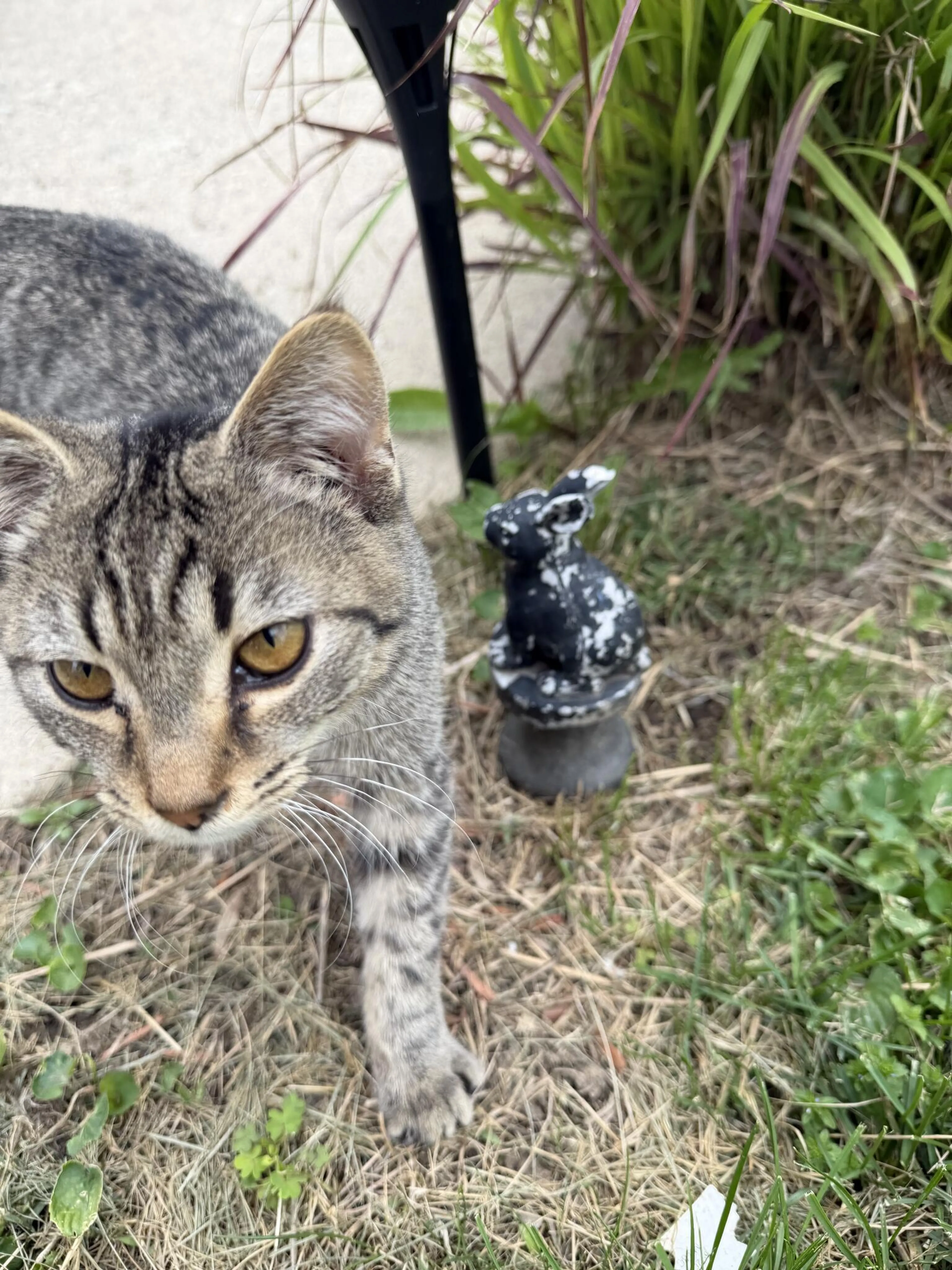 Lost pet