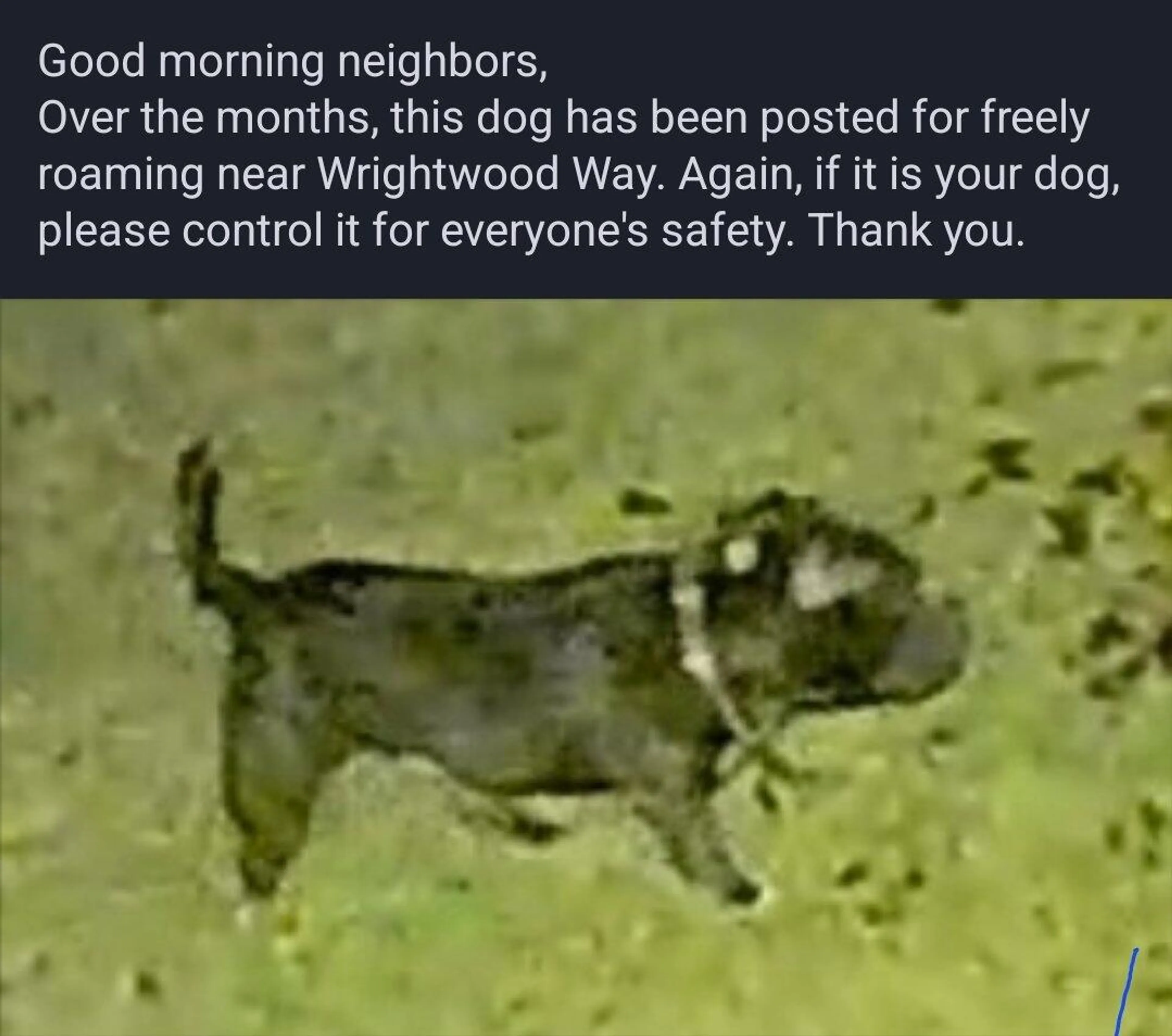 Found pet