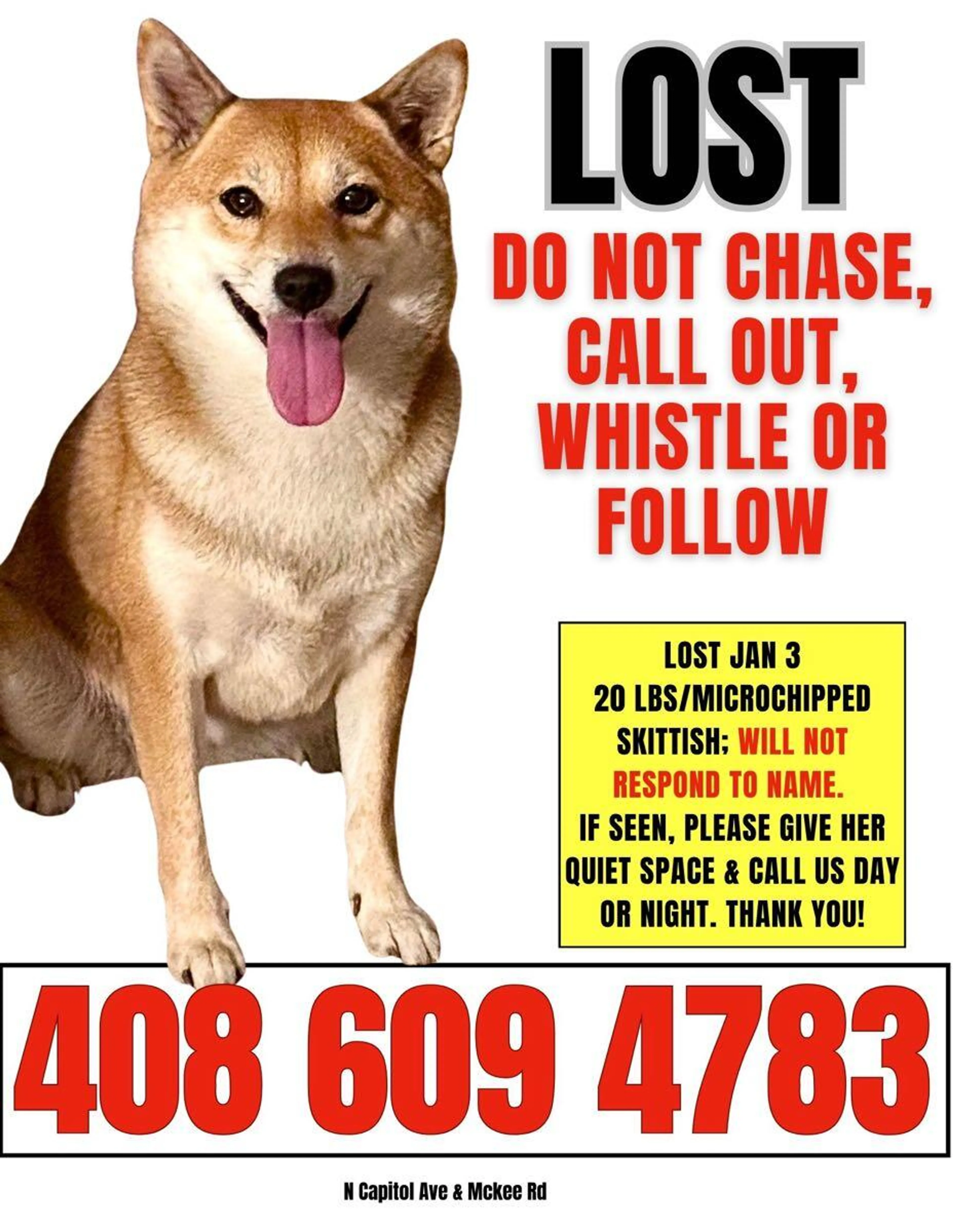 Lost pet