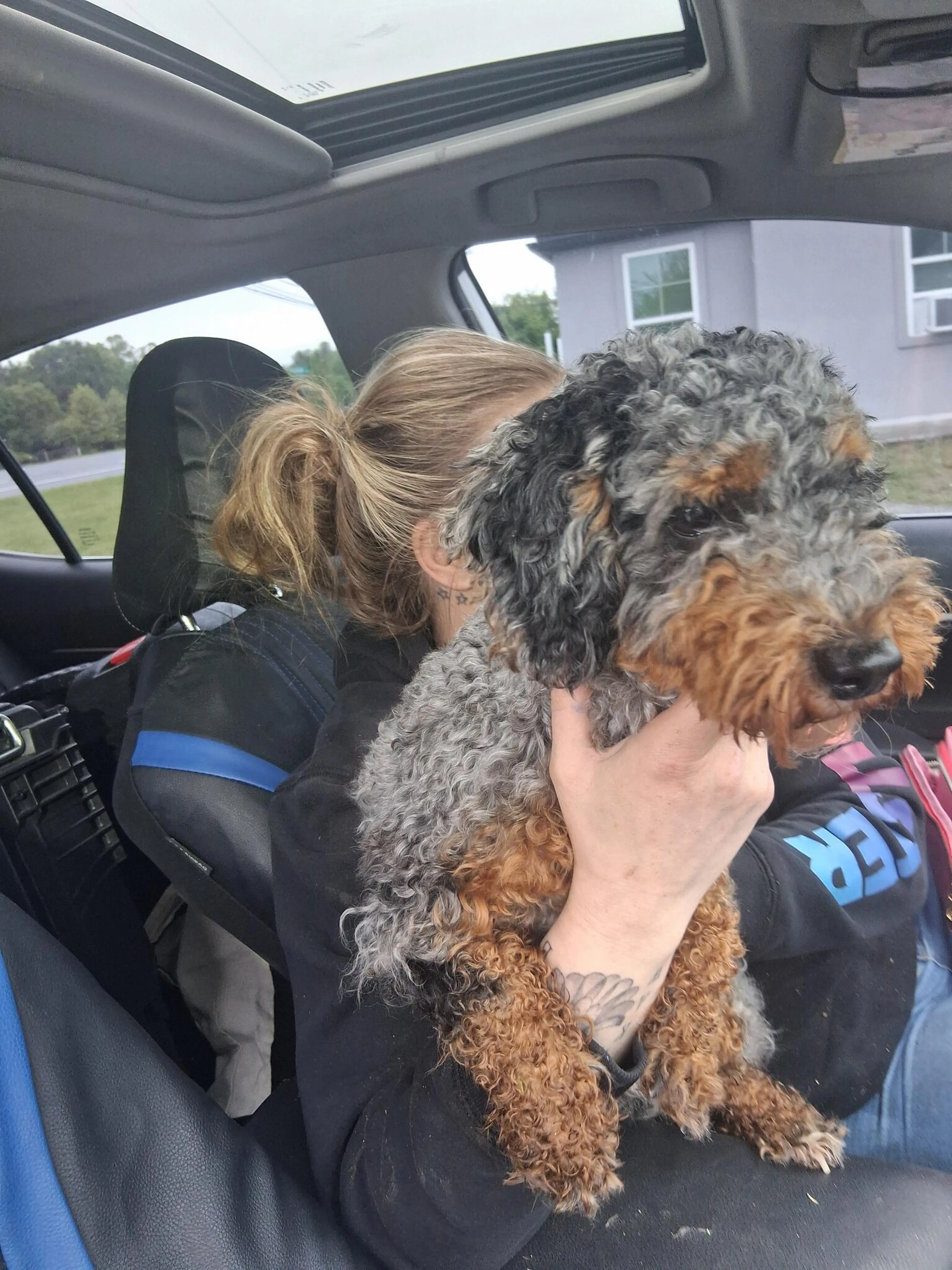 Found pet