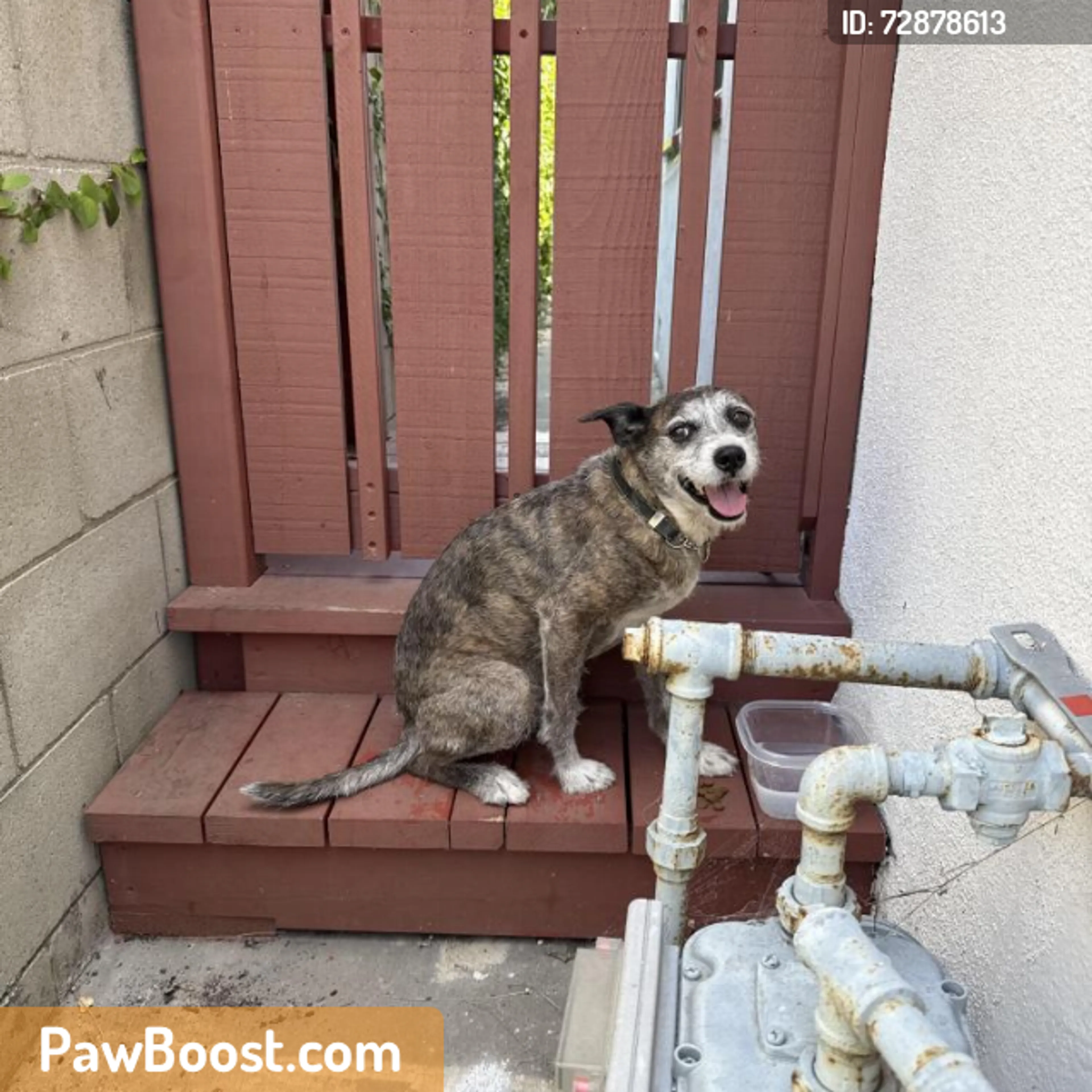 Found pet