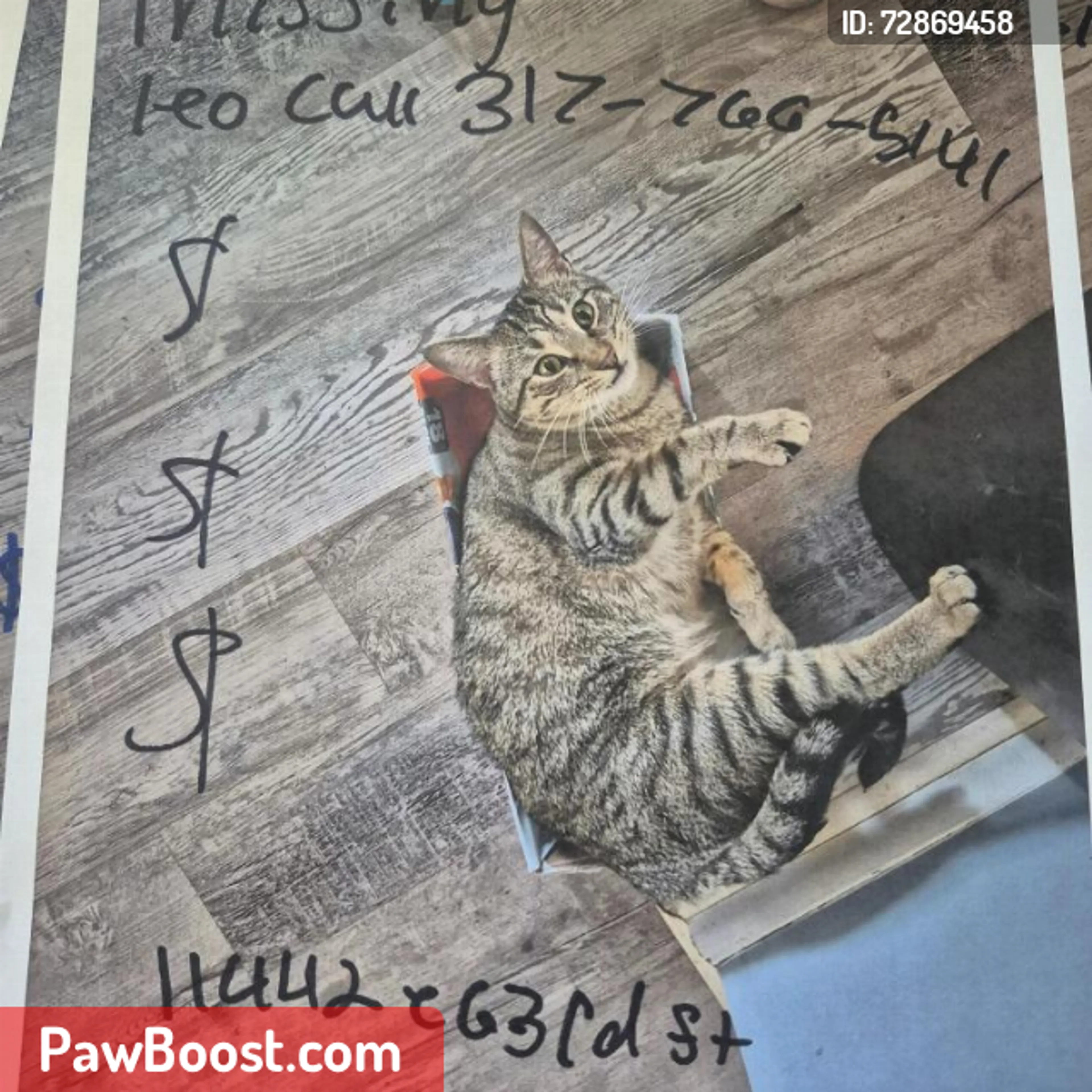 Lost pet
