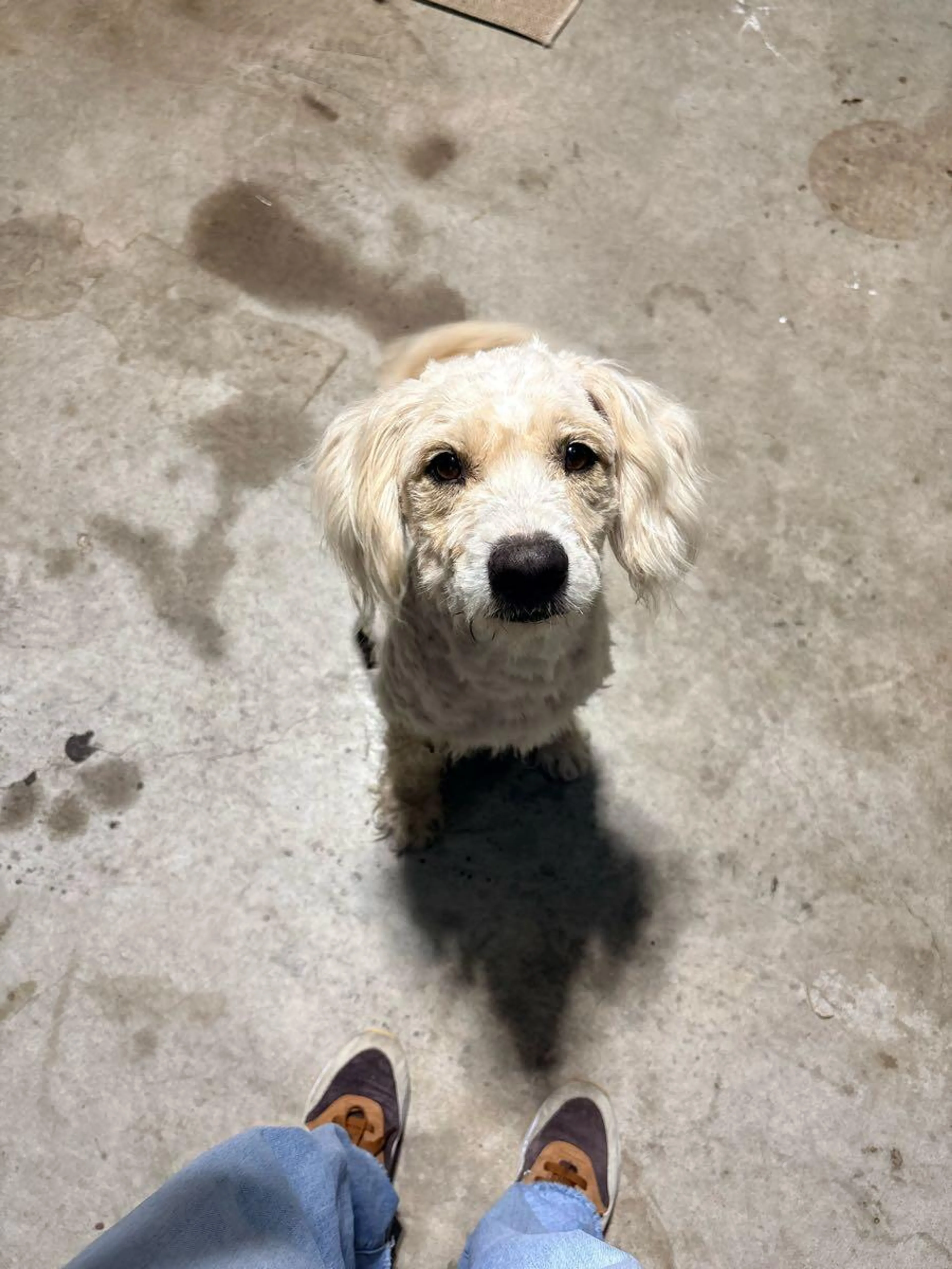 Found pet