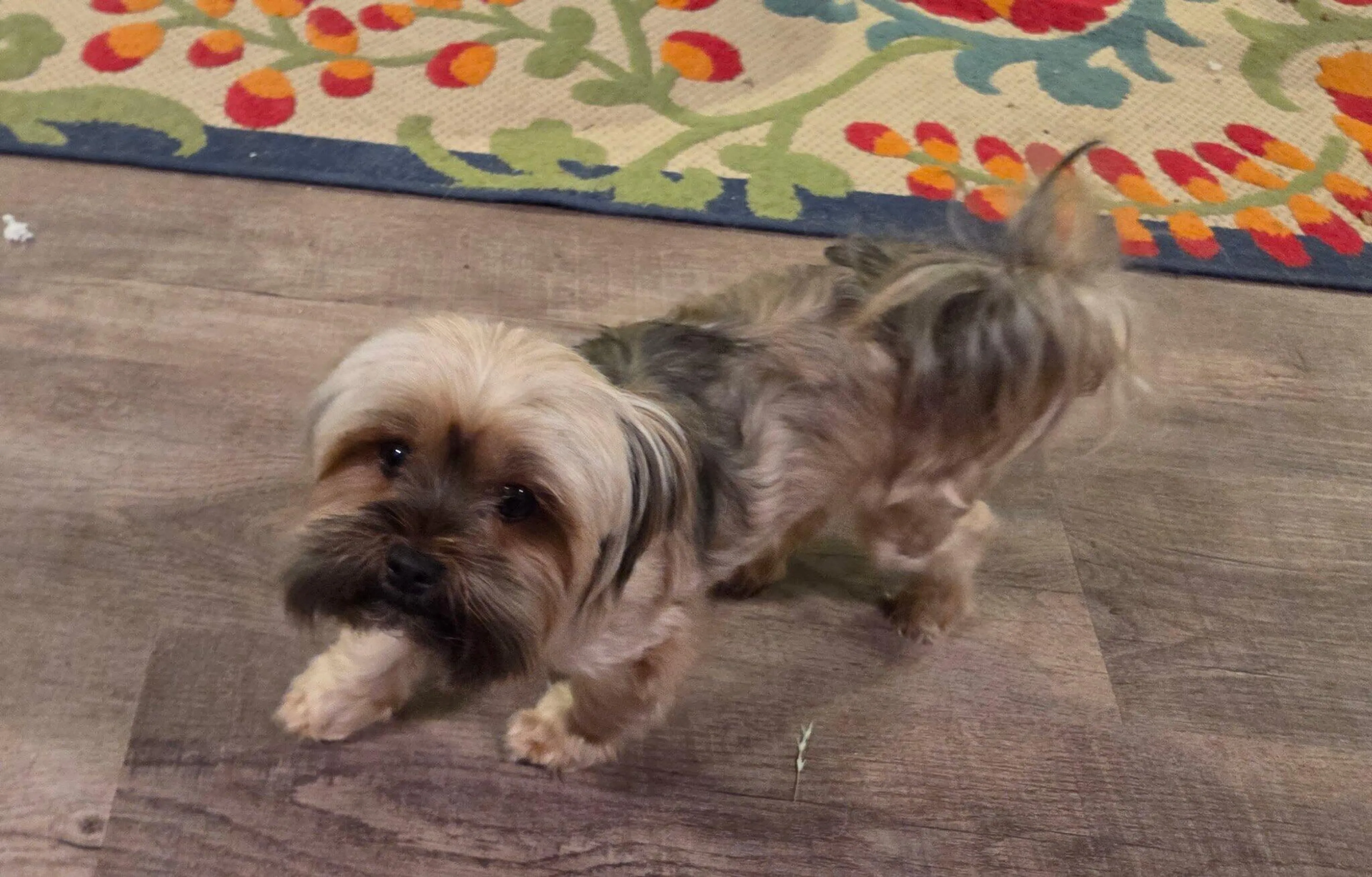 Found pet