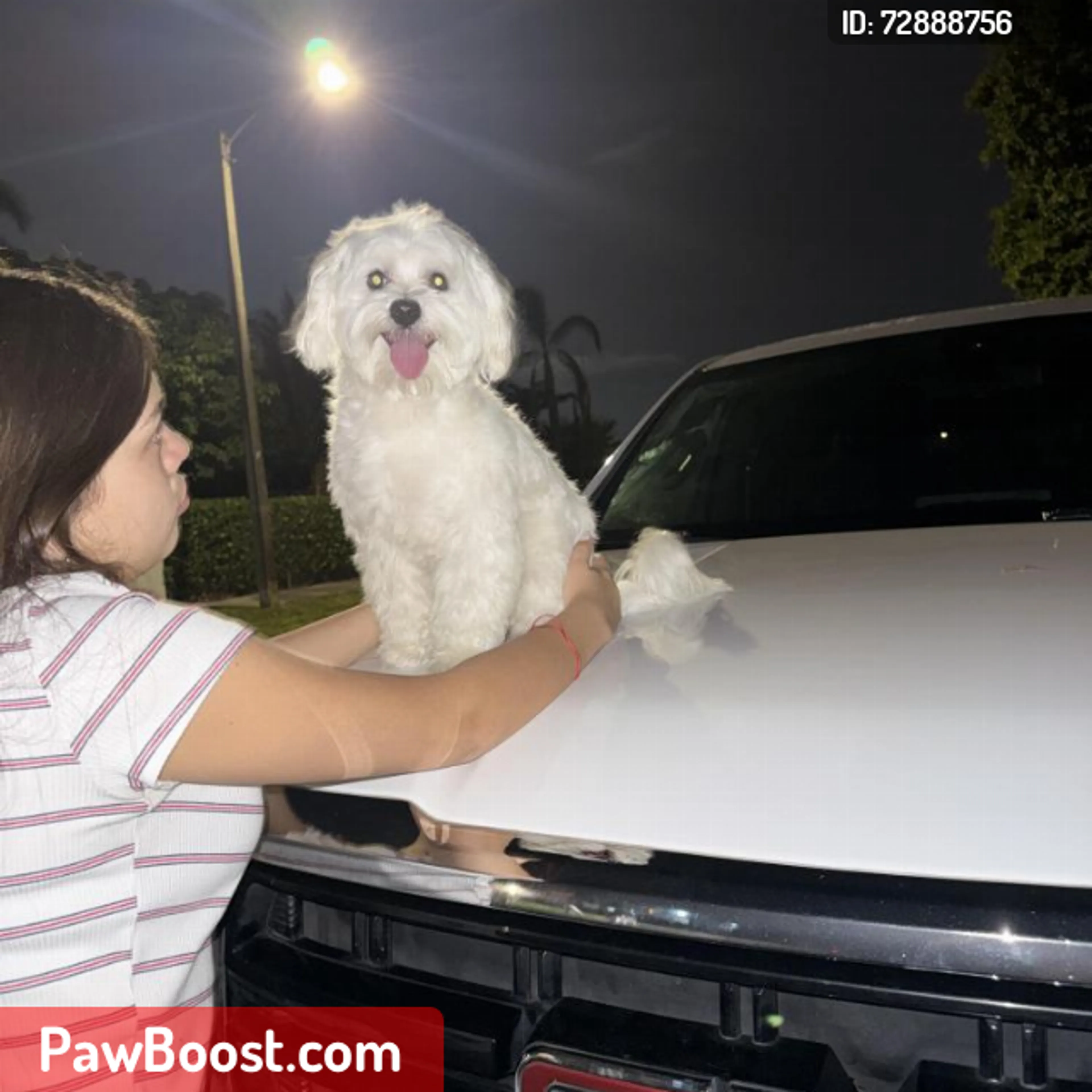 Lost pet